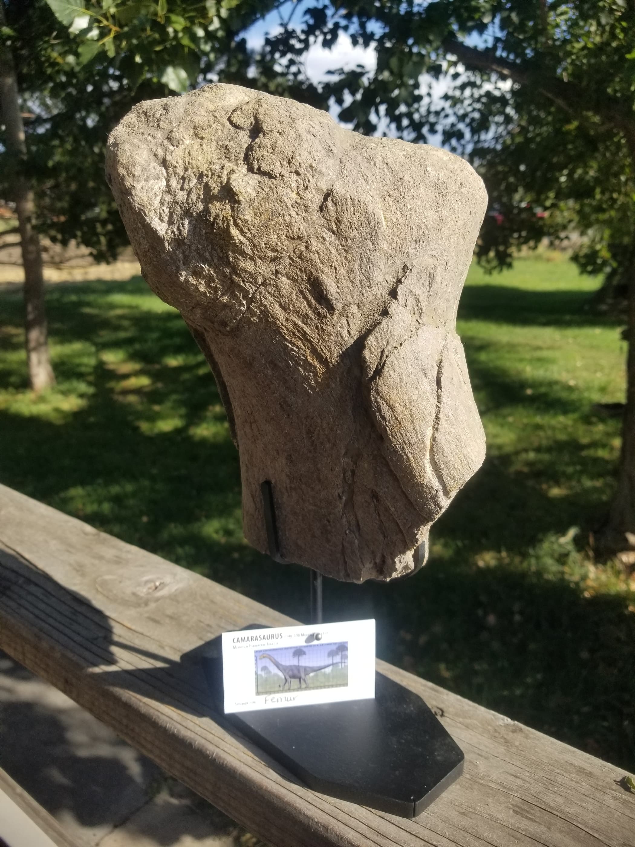 Camarasaurus Femur Section Fossil Dinosaur Specimen Jurassic Morrison Form Display