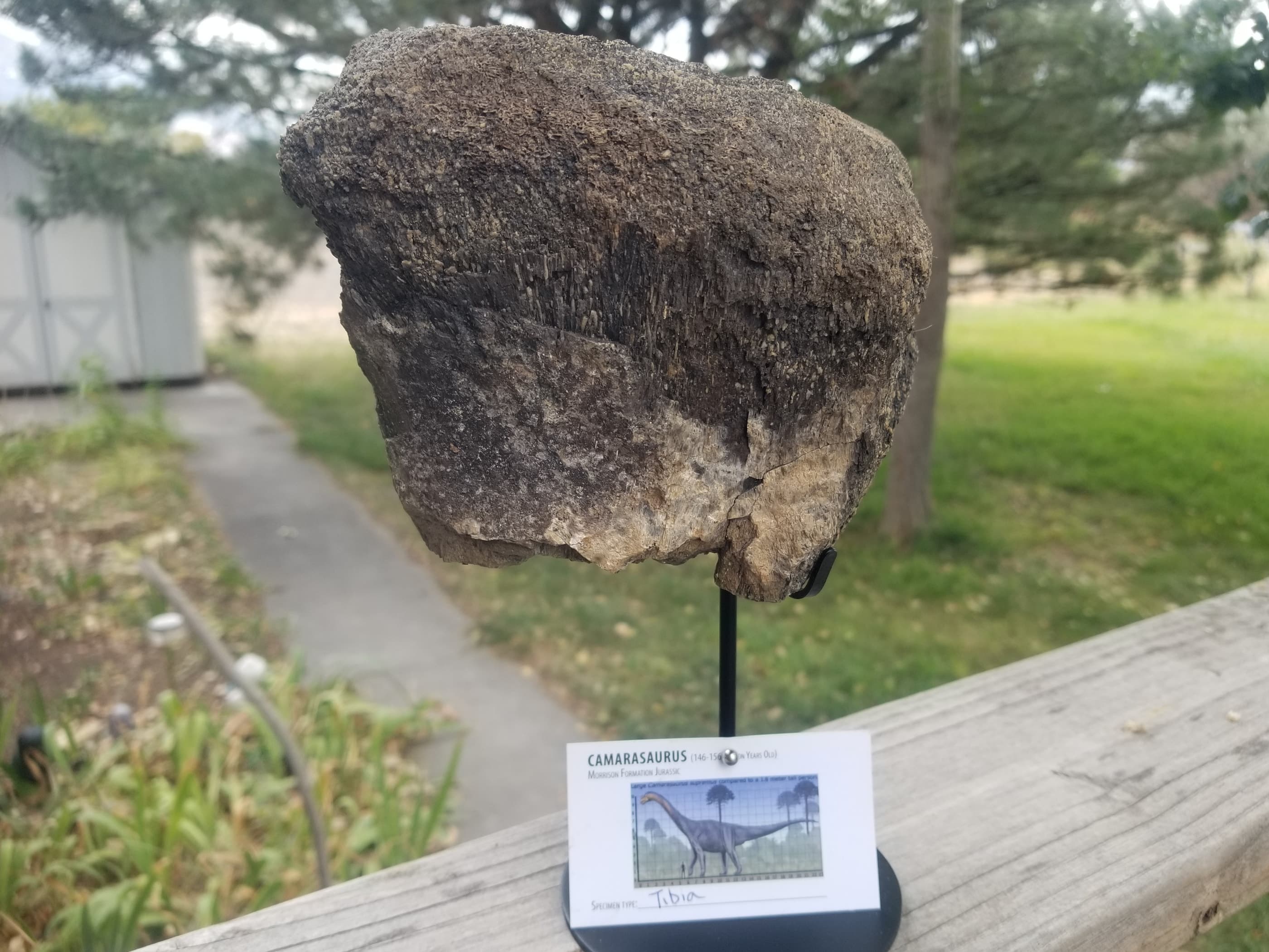 Camarasaurus Tibia Section Fossil Dinosaur Specimen Jurassic Morrison Form Display