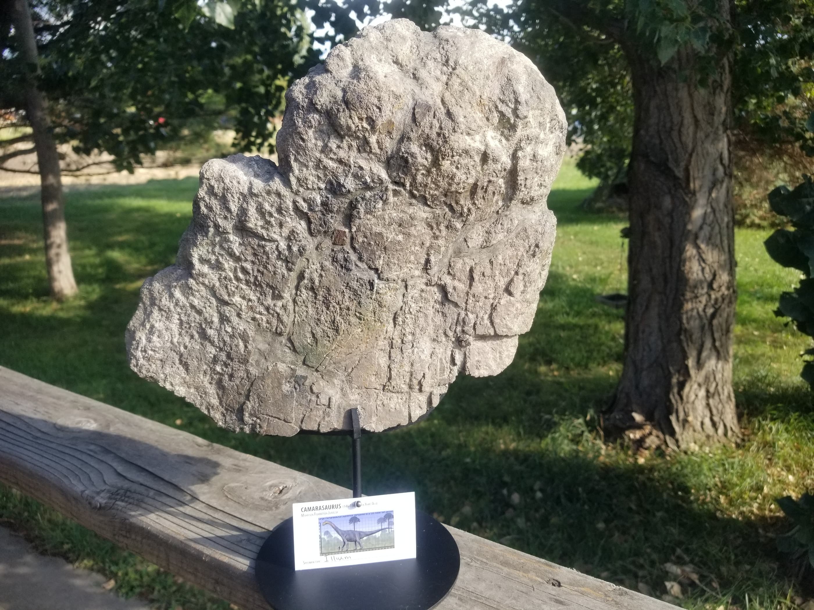 Camarasaurus Sacrum Section Fossil Dinosaur Specimen Jurassic Morrison Form Display