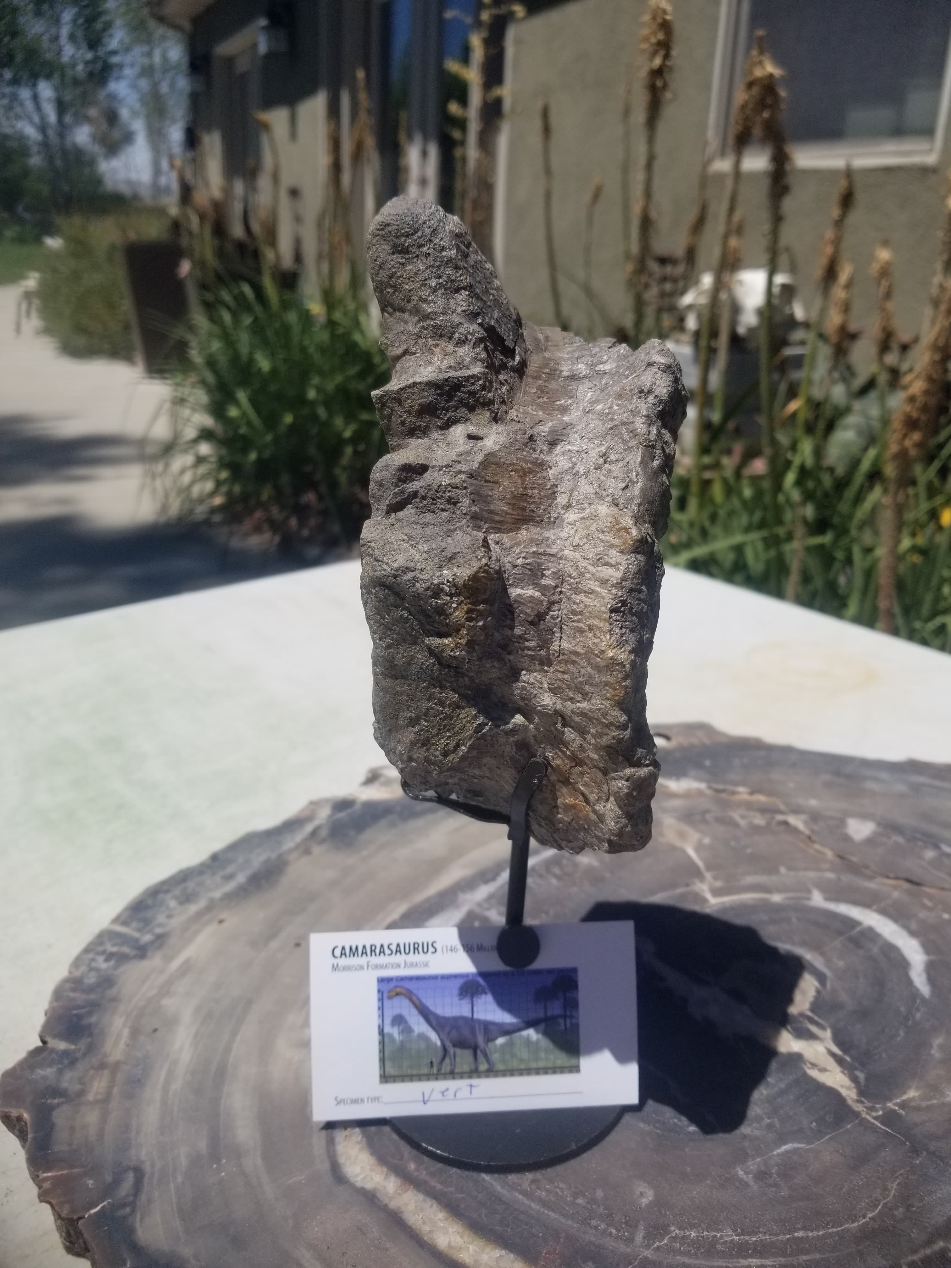Camarasaurus Vertebrae Section Fossil Dinosaur Specimen Jurassic Morrison Form Display