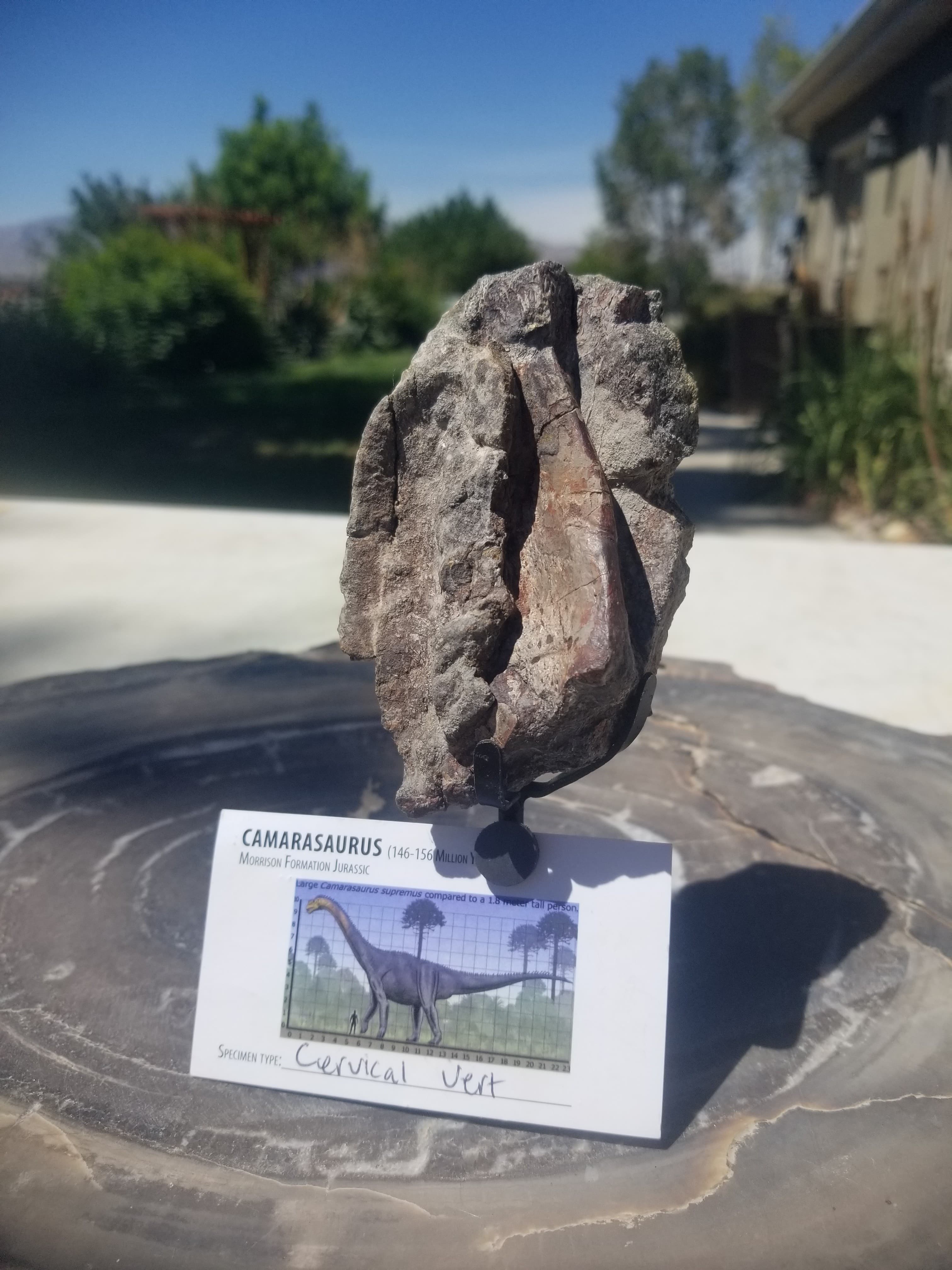 Camarasaurus Cervical Vert Section Fossil Dinosaur Specimen Jurassic Morrison Form Display