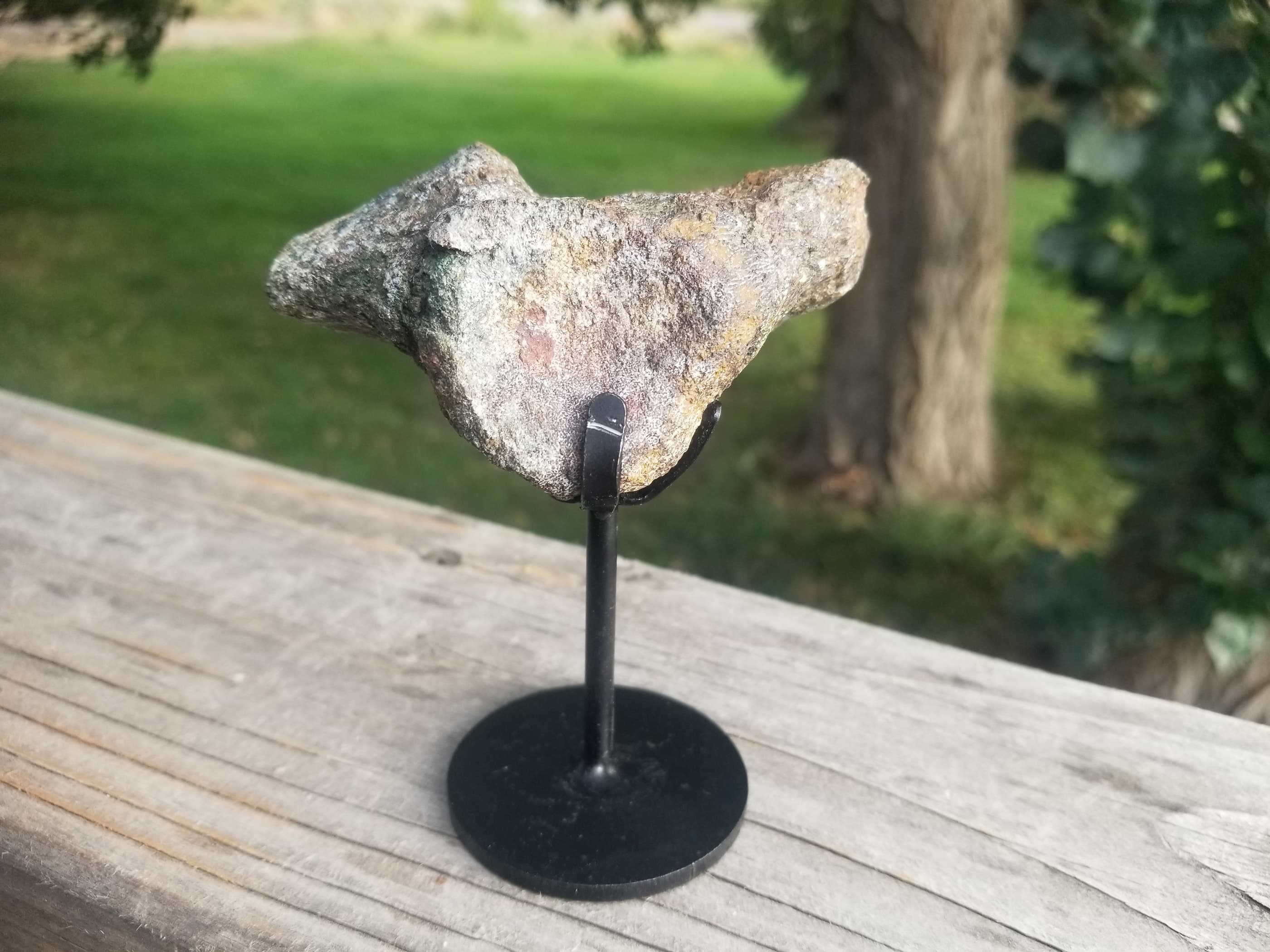 Agatized Camptosaurus 'Flexible Lizard' Vertebrae Fossil Dinosaur Specimen Jurassic Morrison