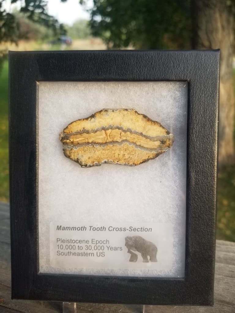 Collectible Genuine Mammoth Mamut Tooth Cross Section Fossil Specimen in Ryker Pleistocene