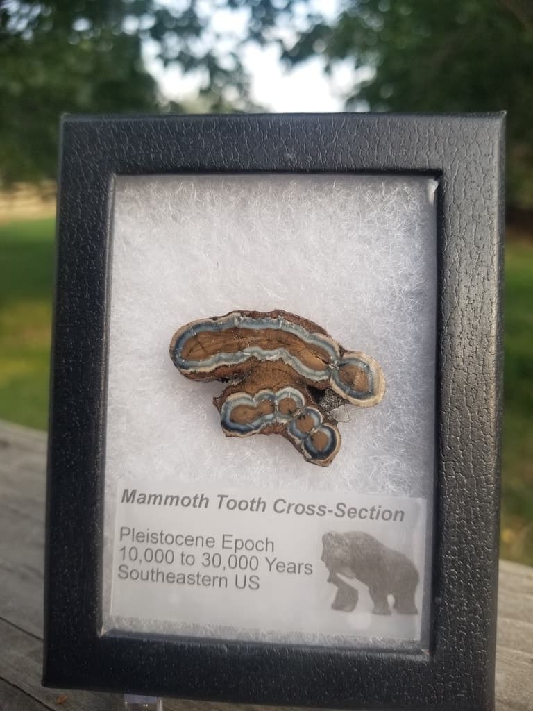 Collectible Genuine Mammoth Mamut Tooth Cross Section Fossil Specimen in Ryker Pleistocene