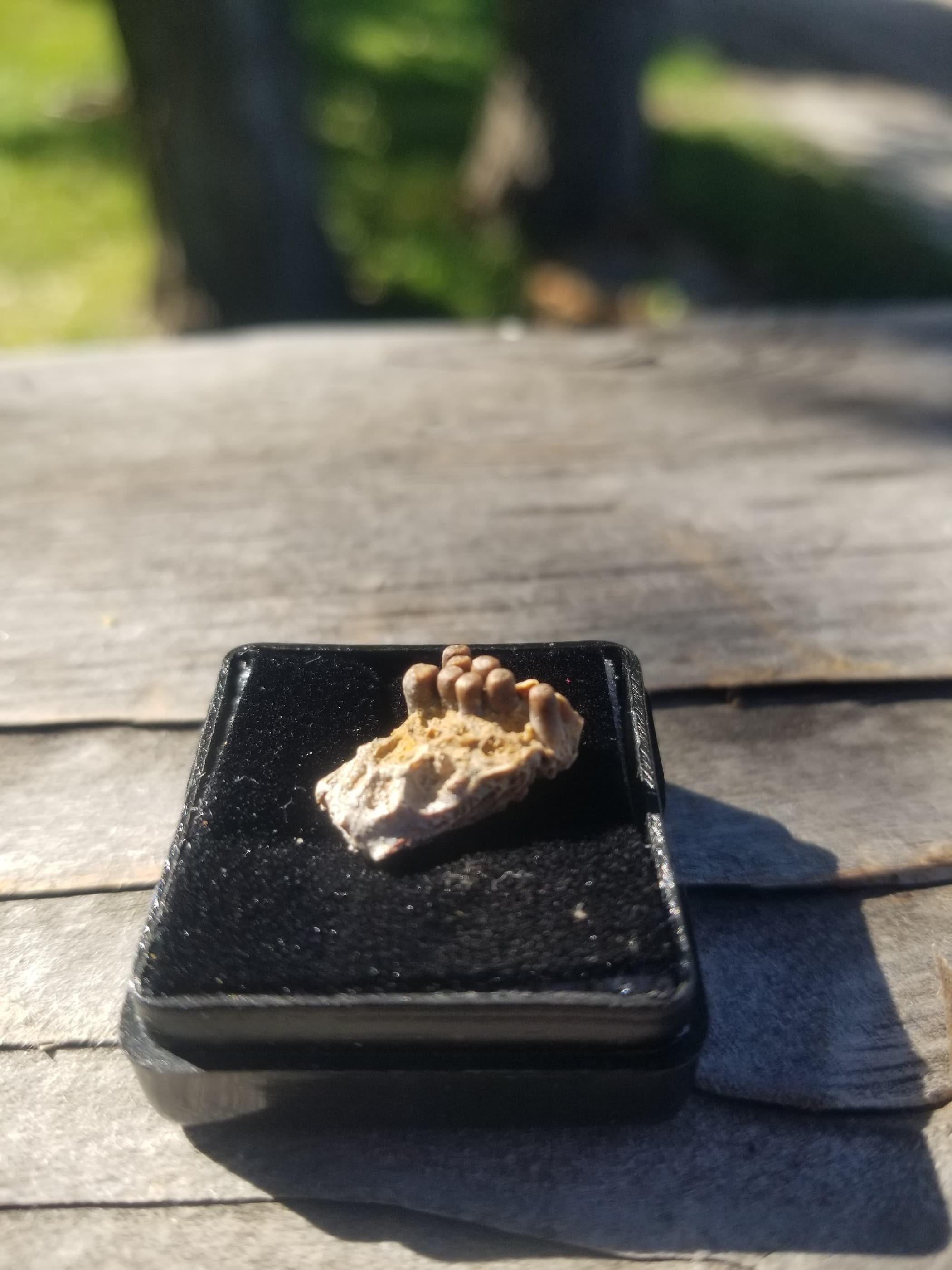 Cretaceous Turtle Claw Fossil Specimen Hell Creek MT