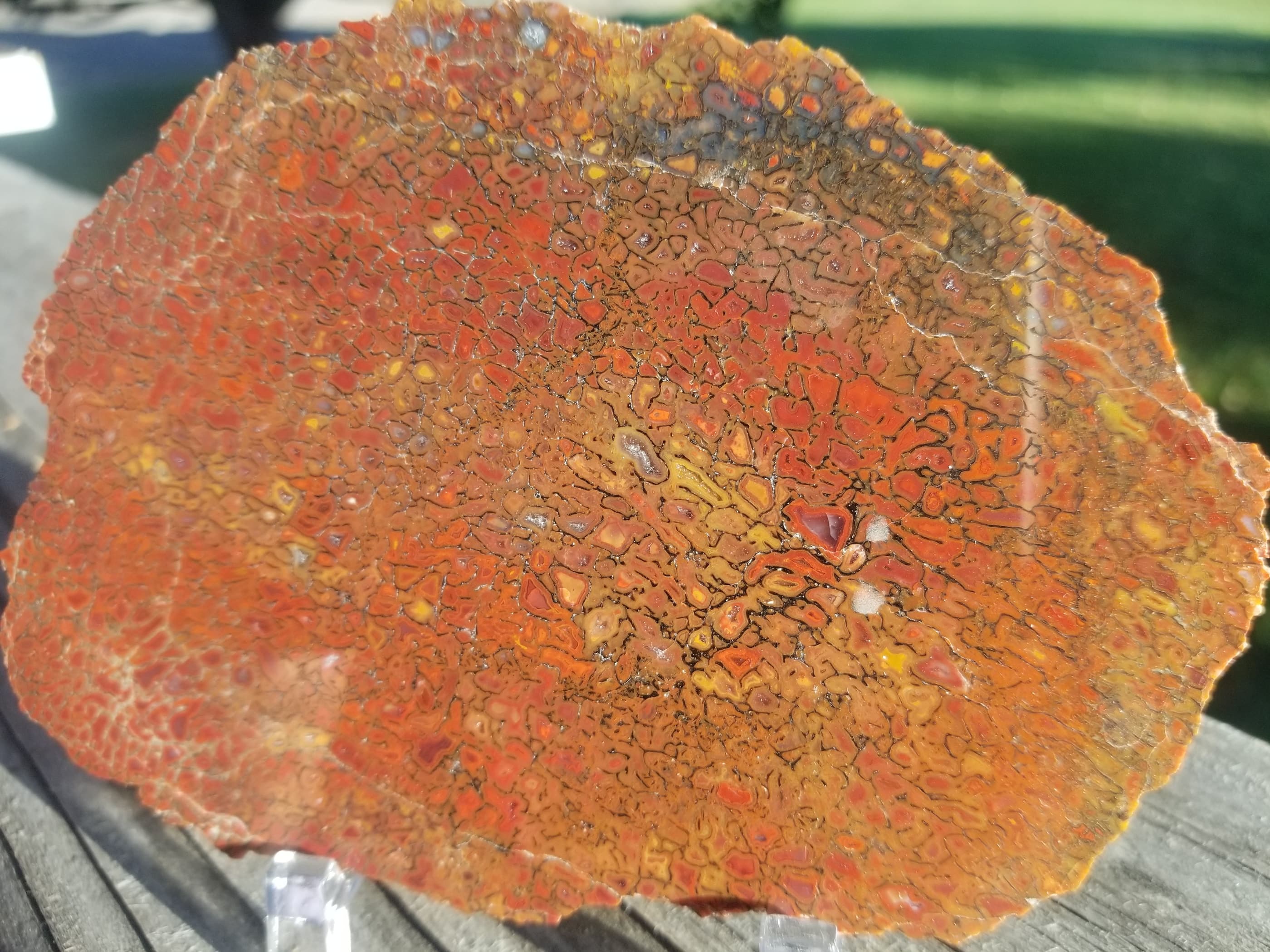 Deep Red Multicolor Agatized Dinosaur Gem Bone Slab 112g Large Cell Fortification