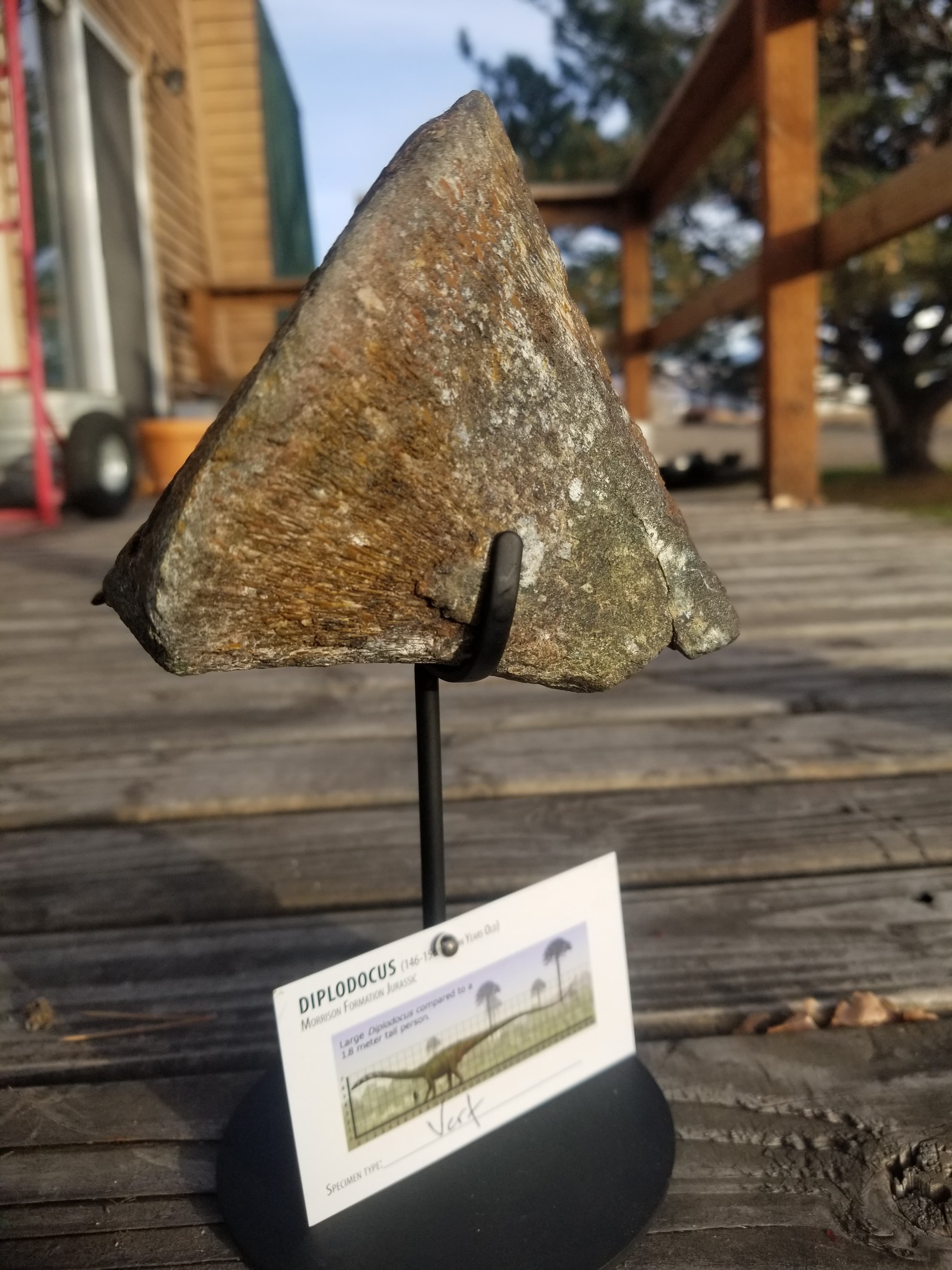 Diplodocus Vertebrae Section Partially Agatized Fossil Dinosaur Specimen Jurassic Morrison Form Display