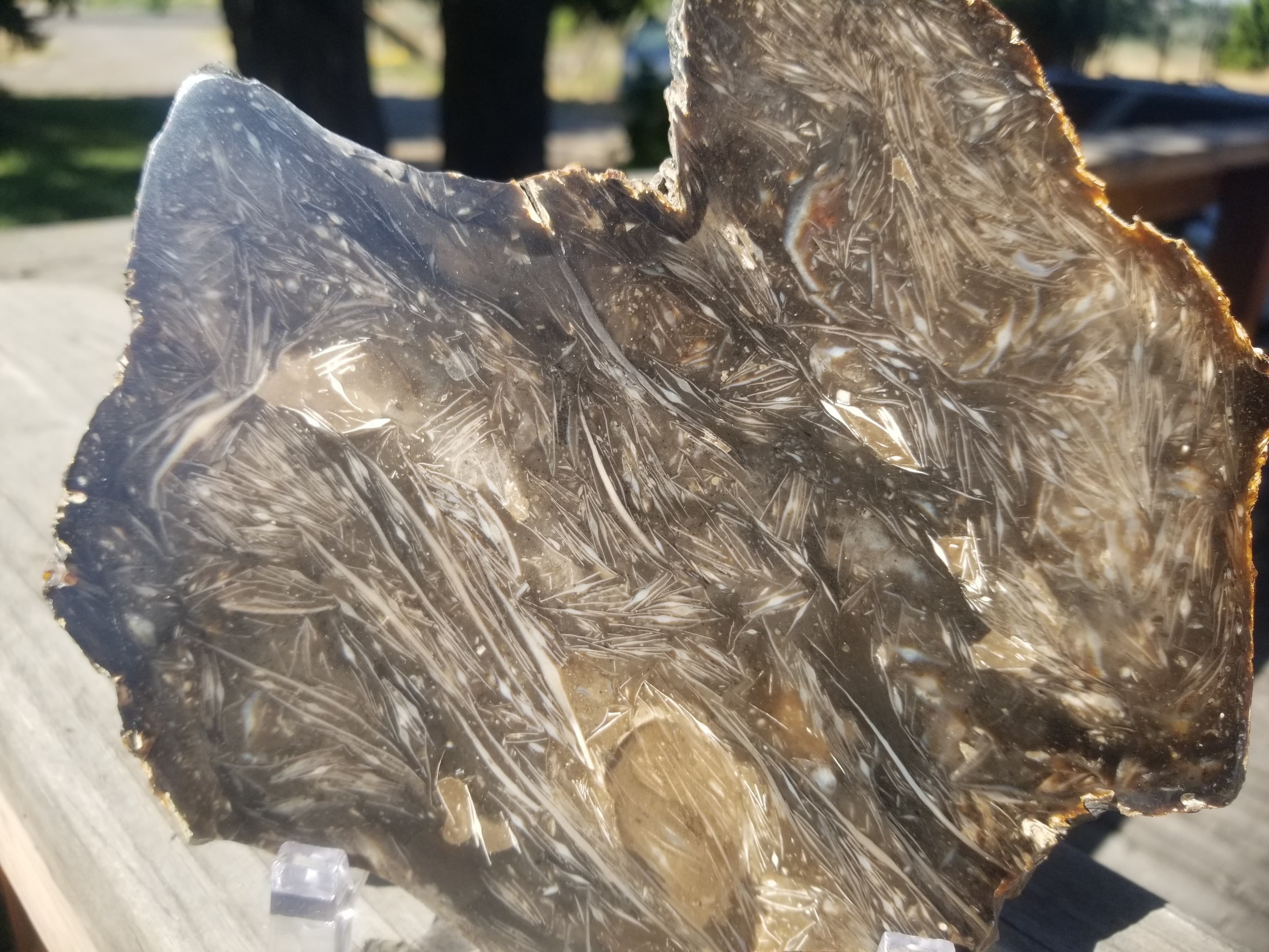 Beautiful Intricate Detailed Polished Petrified Bogwood Slab Specimen Reeds, Roots, and Grass