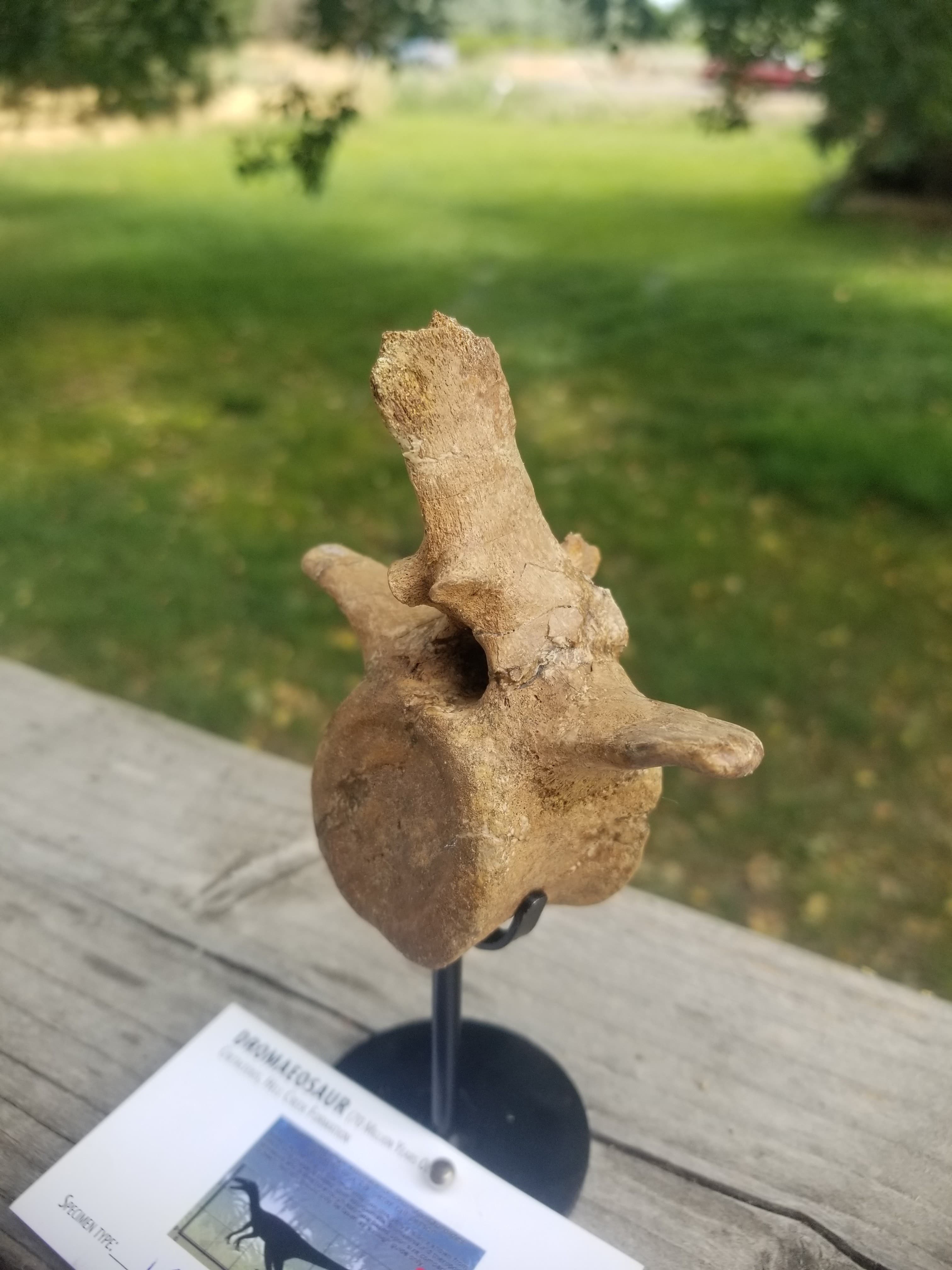 Beautiful Dromaeosaurus Raptor Vertebra Fossil Specimen Cretaceous Hell Creek MT