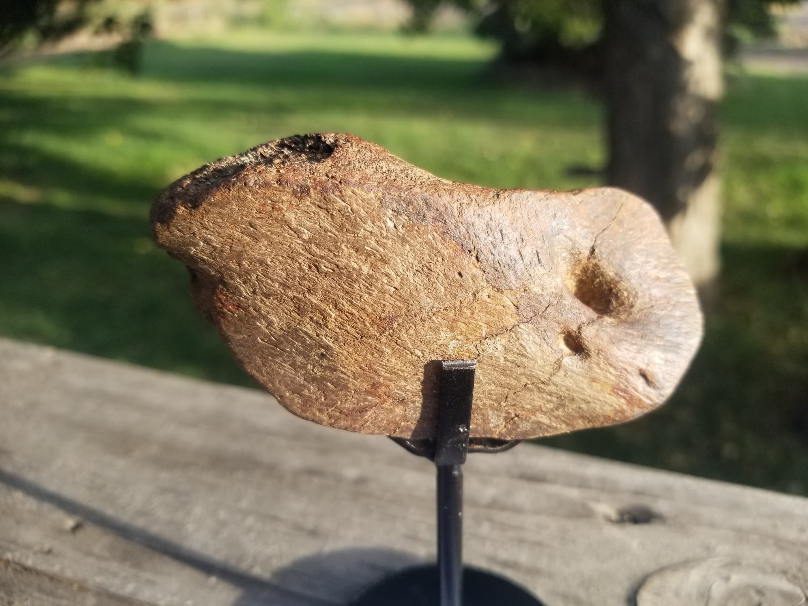 Dromaeosaurus Raptor Skull Section Fossil Specimen Cretaceous Hell Creek MT