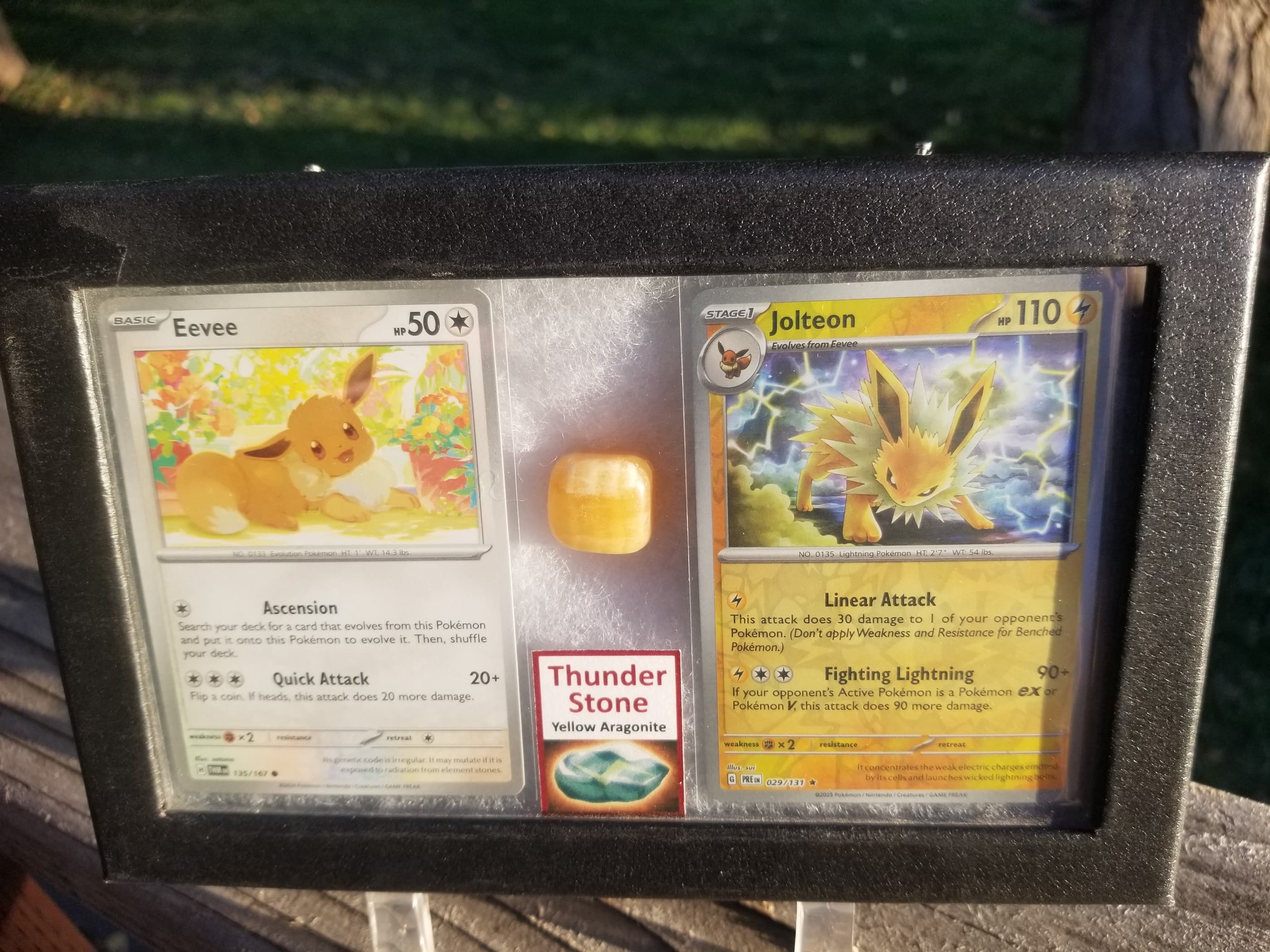 Pokemon Card Display w/Fossil Correlated to Card