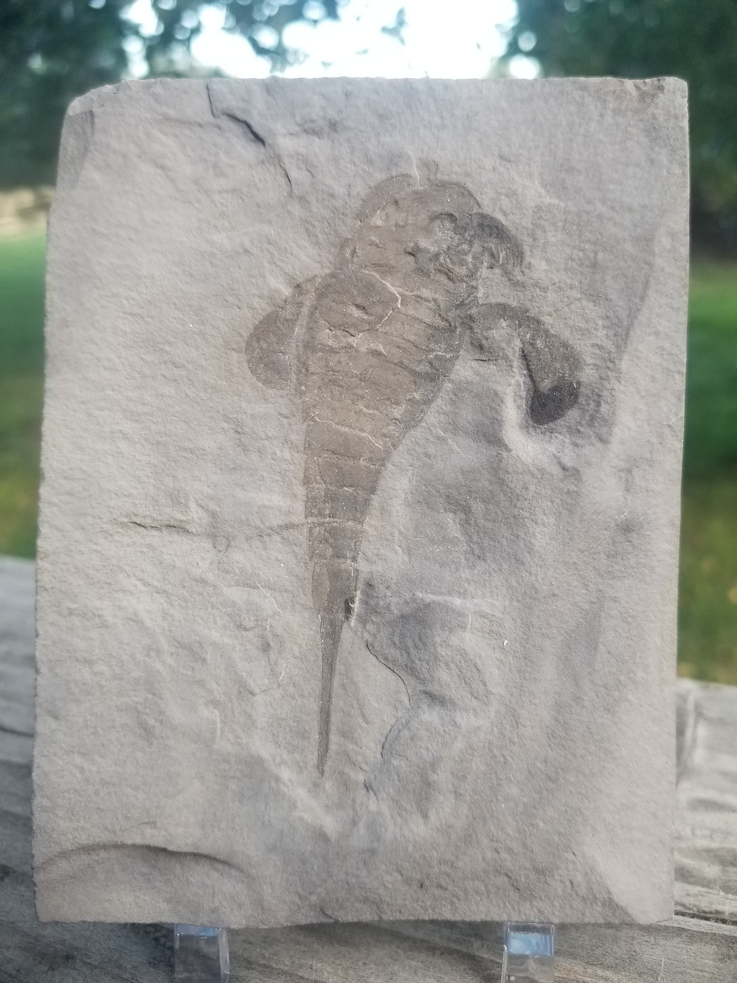 Eurypterid Fossil Sea Scorpion Eurypterus Silurian 420 Mil Yrs 3.5"x4.5" Plate New York