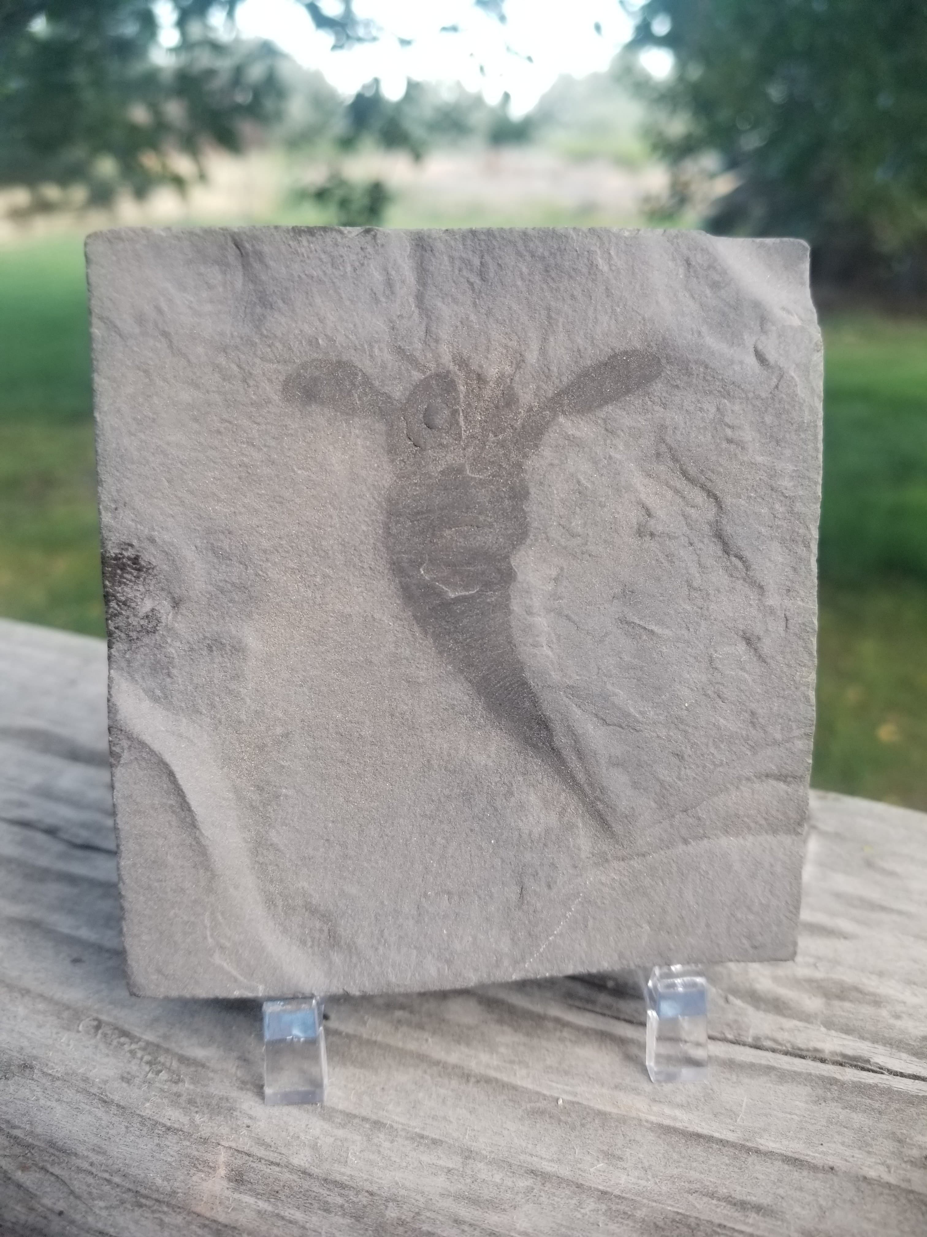 Eurypterid Fossil Sea Scorpion Eurypterus Silurian 420 Mil Yrs 3.5"x3.25" Plate New York