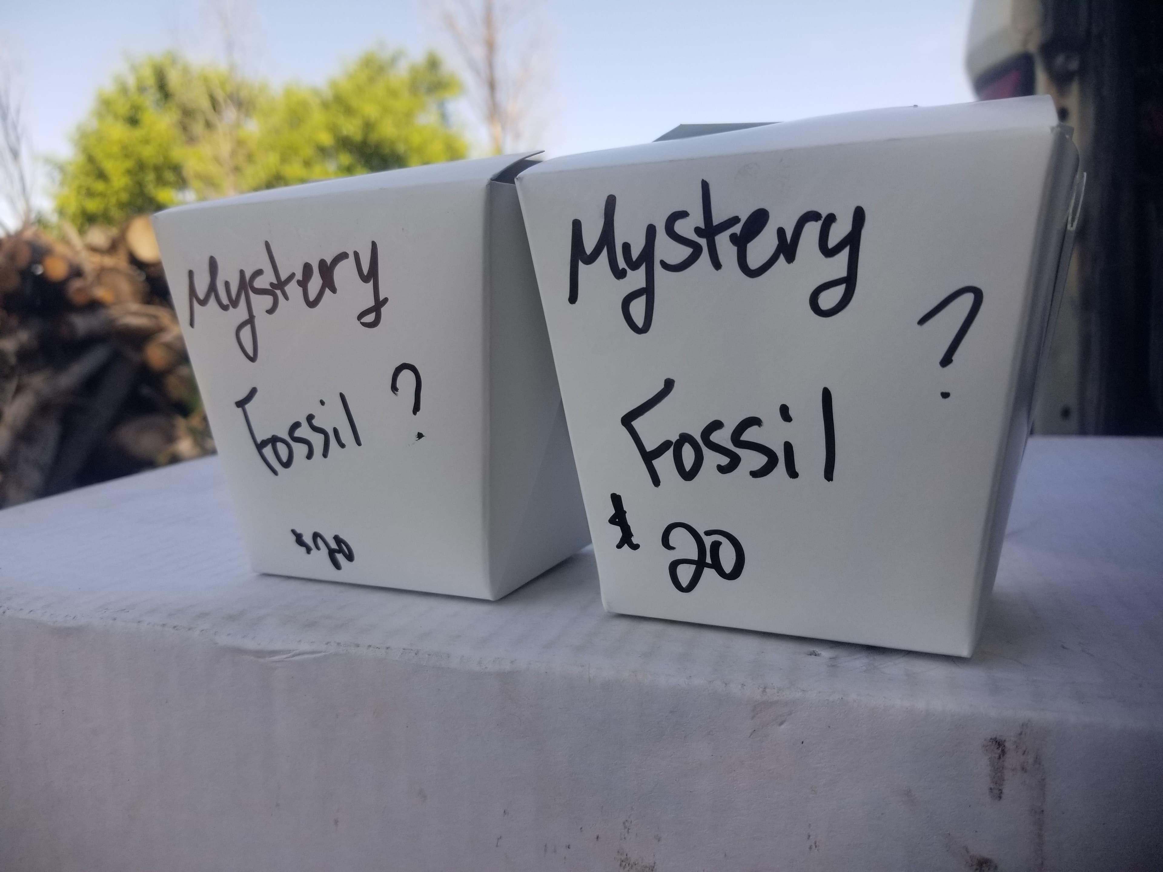 Fossil Mystery Box! Hand Curated by Your Utah Dump Digger Team - Each Box is Guaranteed to Meet or Exceed Value!