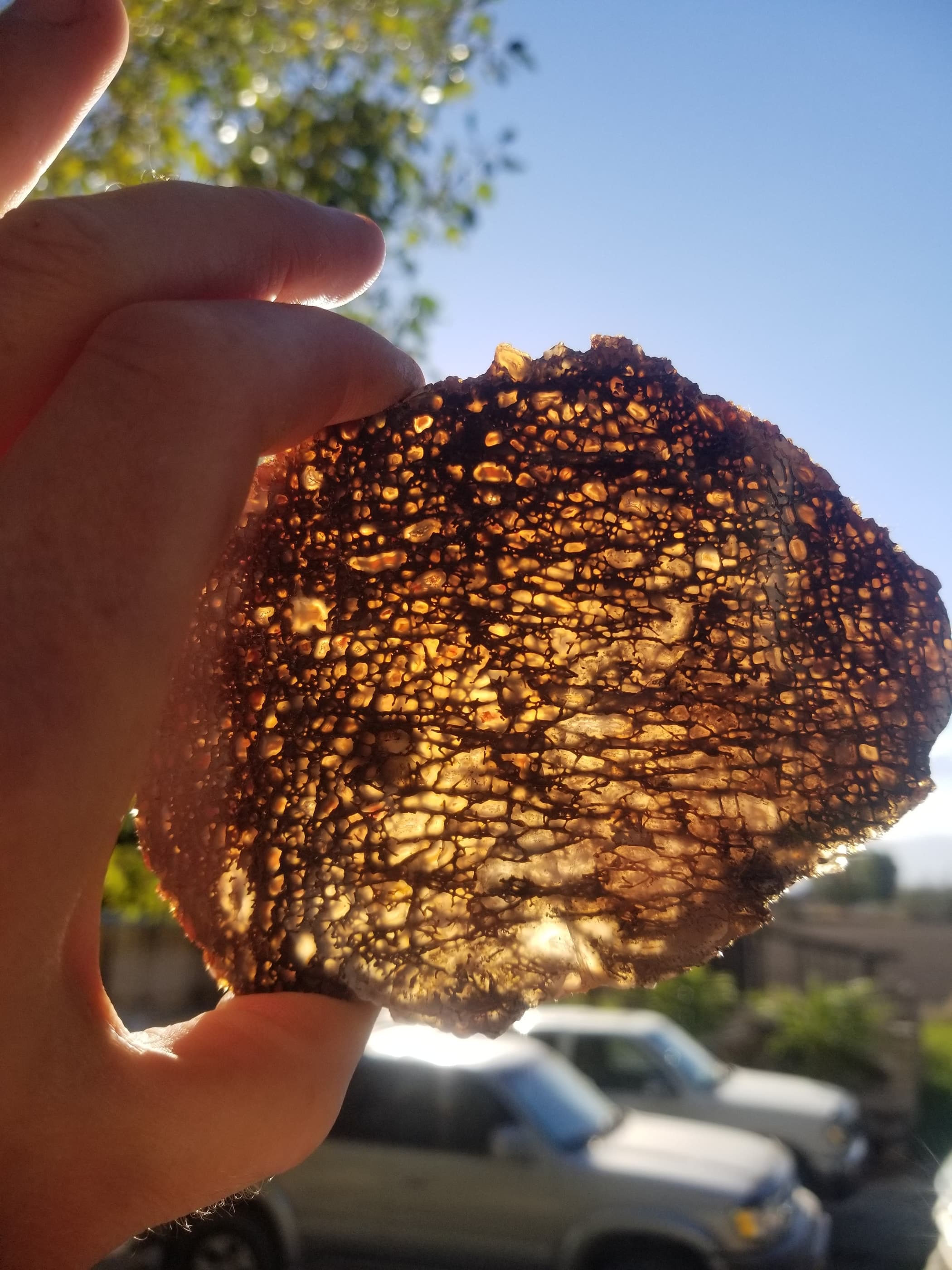 Beautiful Glassy Multicolor Polished Agatized Dinosaur Gem Bone Slab Large Cell Jurassic Morrison, CO