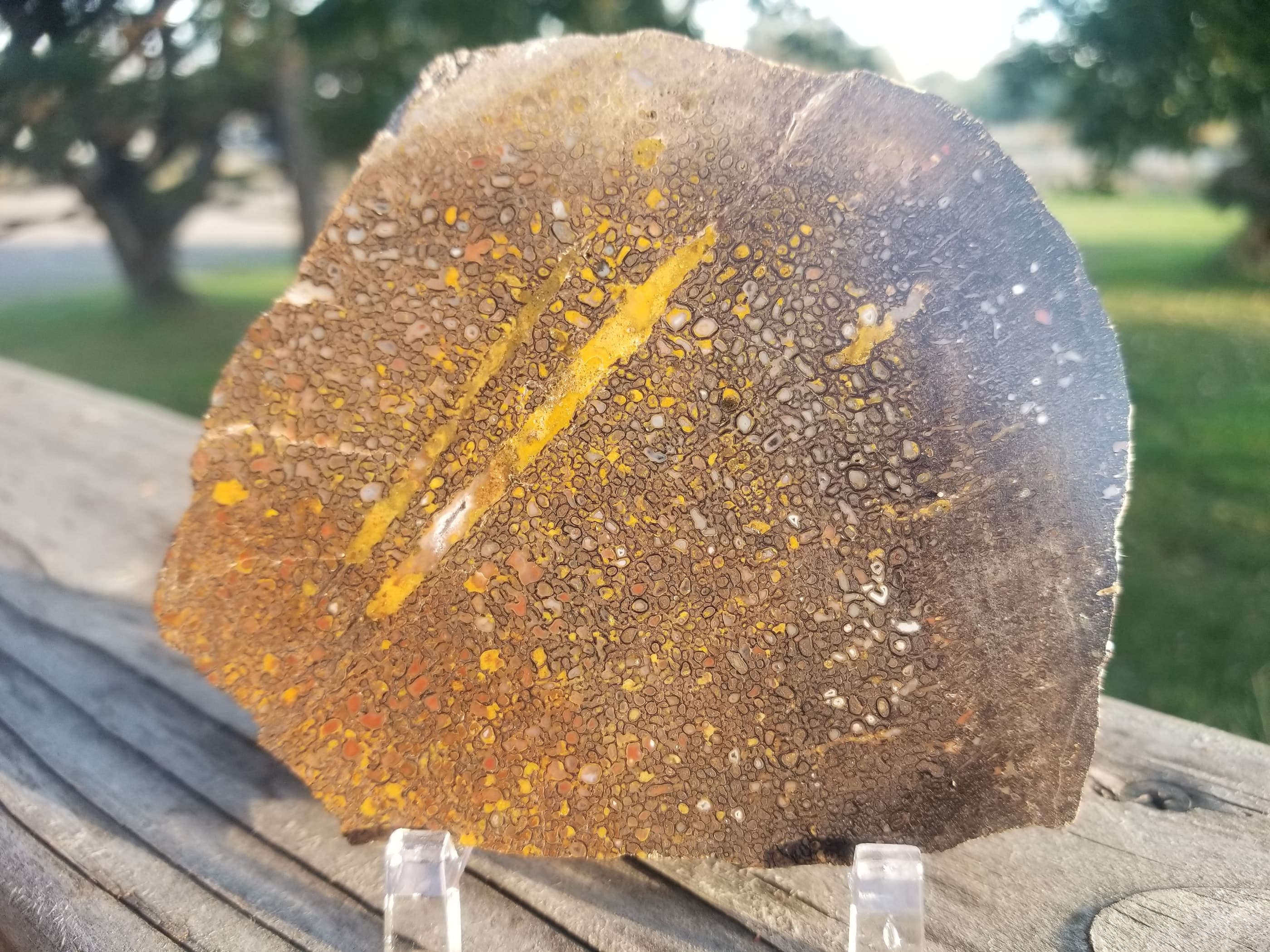Unique Multicolor Polished Agatized Dinosaur Gem Bone Slab 121g Large Cell Jurassic Morrison, CO