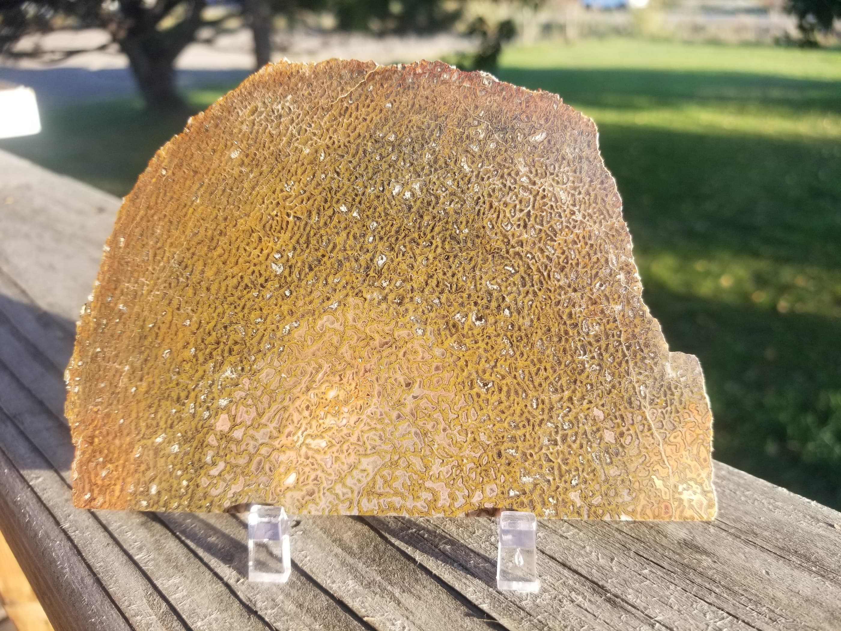 Beautiful Glassy Multicolor Polished Agatized Dinosaur Gem Bone Slab Large Cell Jurassic Morrison, CO