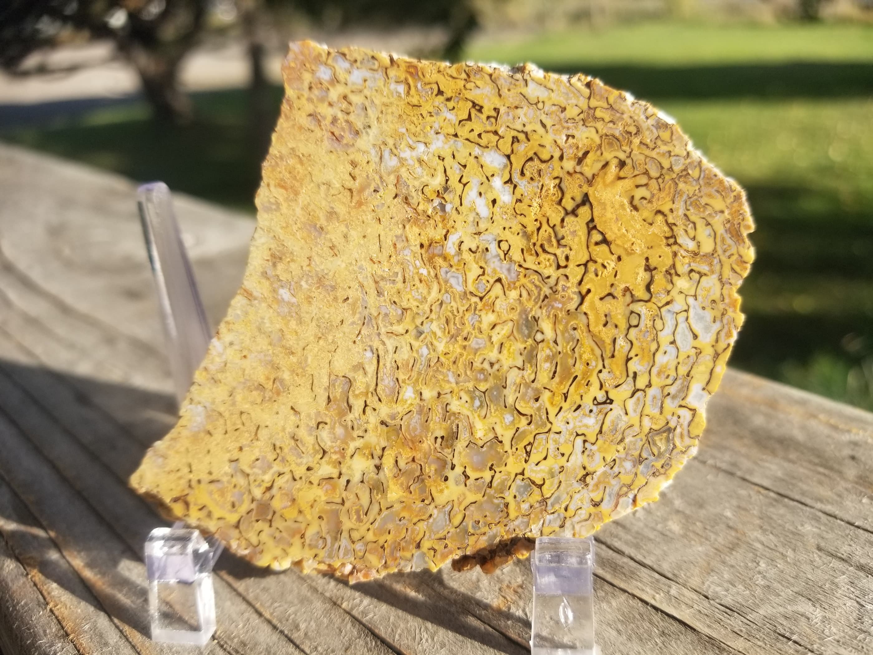Opaque Multicolor Polished Agatized Dinosaur Gem Bone Slab 49g Large Cell Jurassic Morrison, CO