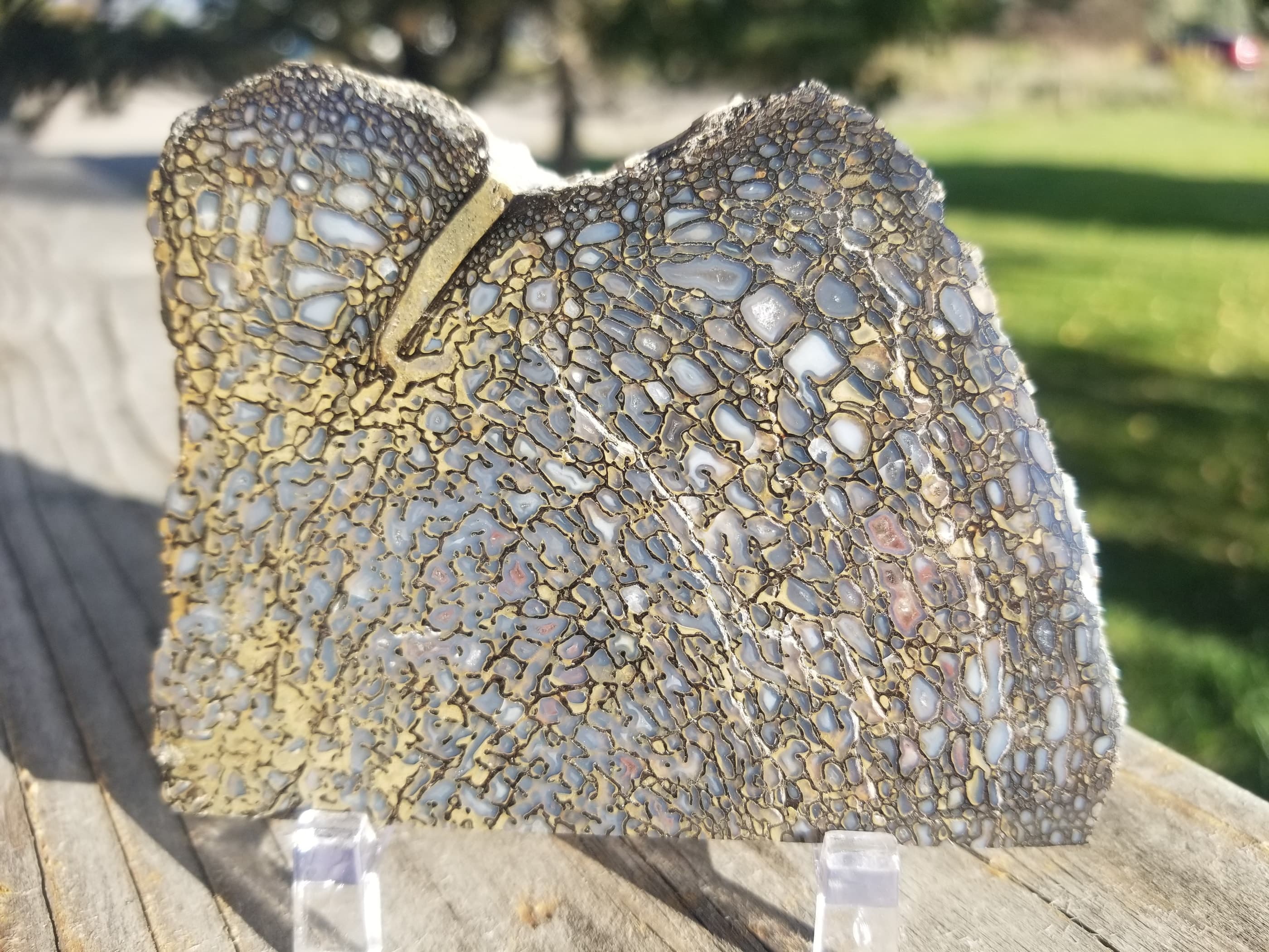 Glassy Multicolor Polished Agatized Dinosaur Gem Bone Slab 175g Large Cell Jurassic Morrison, CO
