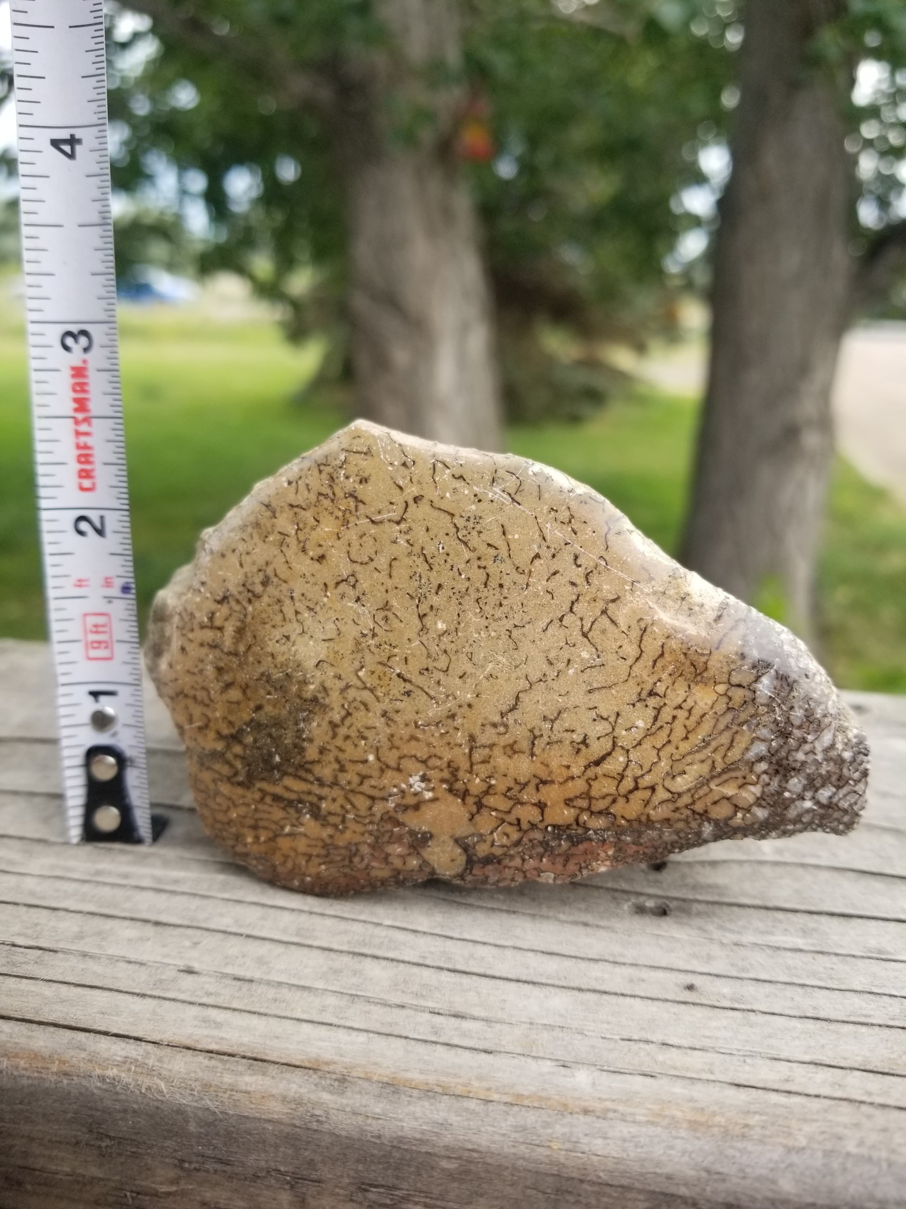 Polished Unique Opaque Large Cell Agatized Jurassic Dinosaur Gem Bone Endcut Specimem 537g