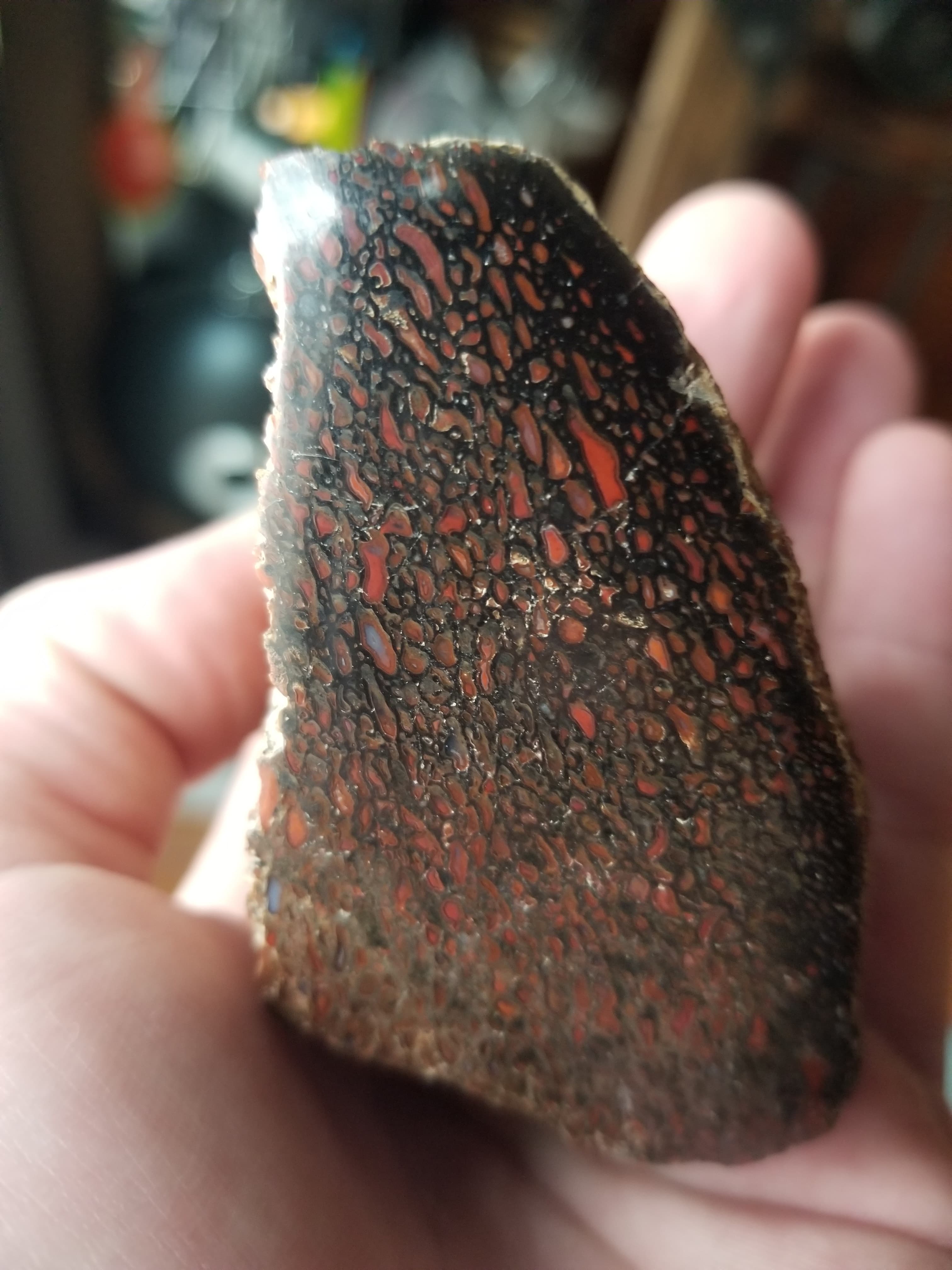 Great Polished Deep Red Large Cell Agatized Jurassic Dinosaur Gem Bone Endcut Specimem 269g