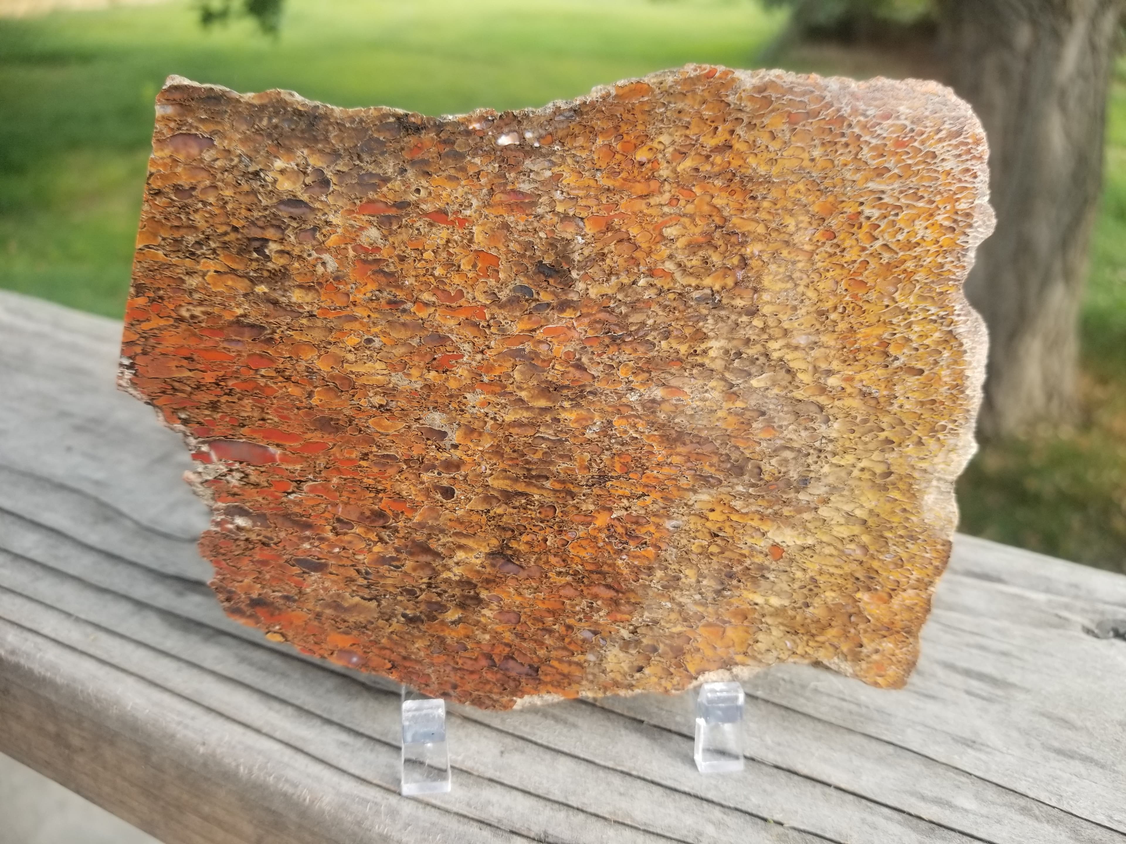 Great Polished Red Cell Glassy Agatized Jurassic Dinosaur Gem Bone Multicolor Endcut Specimem 346g
