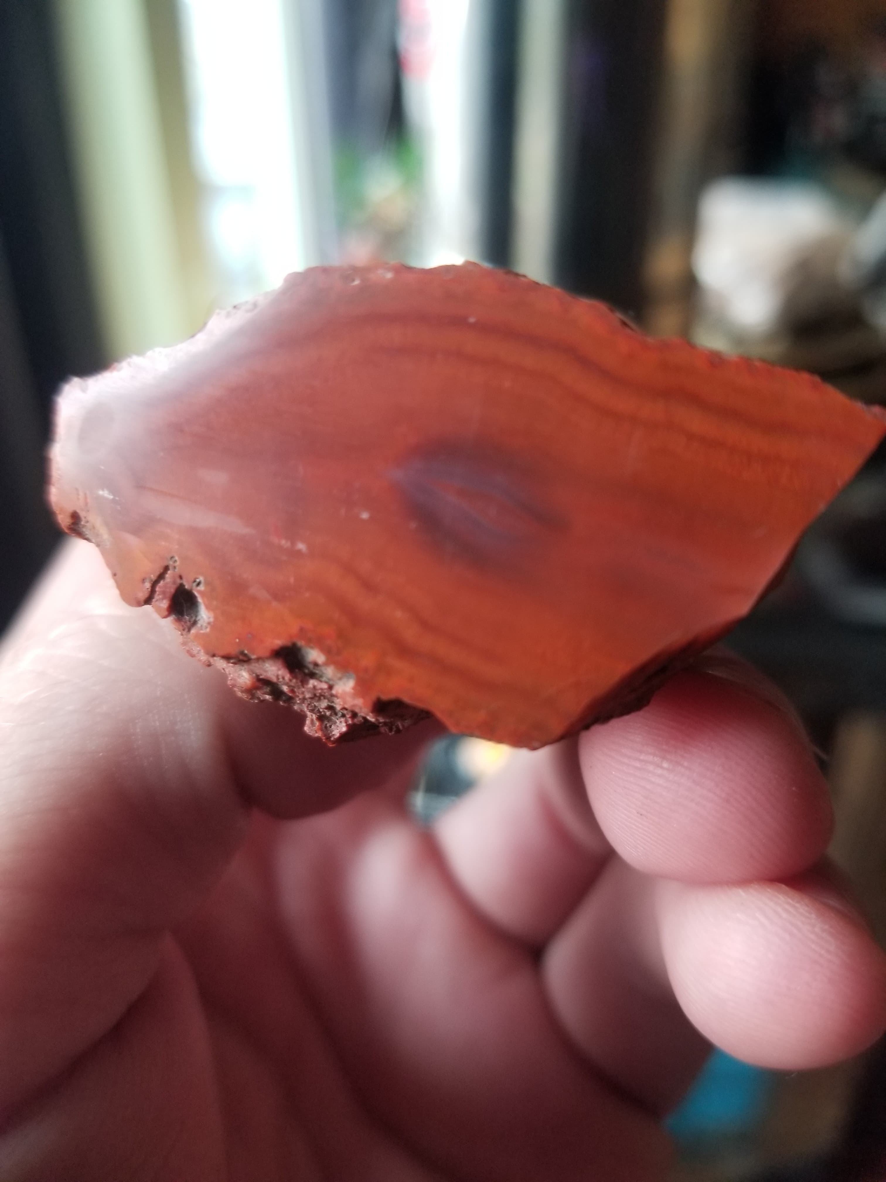 Highly Coveted Polished Yellow Cat Redwood Limb - Petrified Agatized Wood Specimen, UT