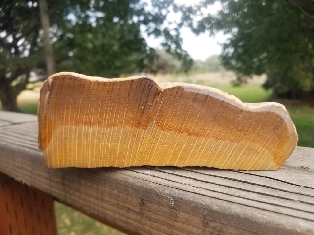 Incredible Rare Polished Petrified Tiger Stripe Oak Wood Specimen 3.7Lb