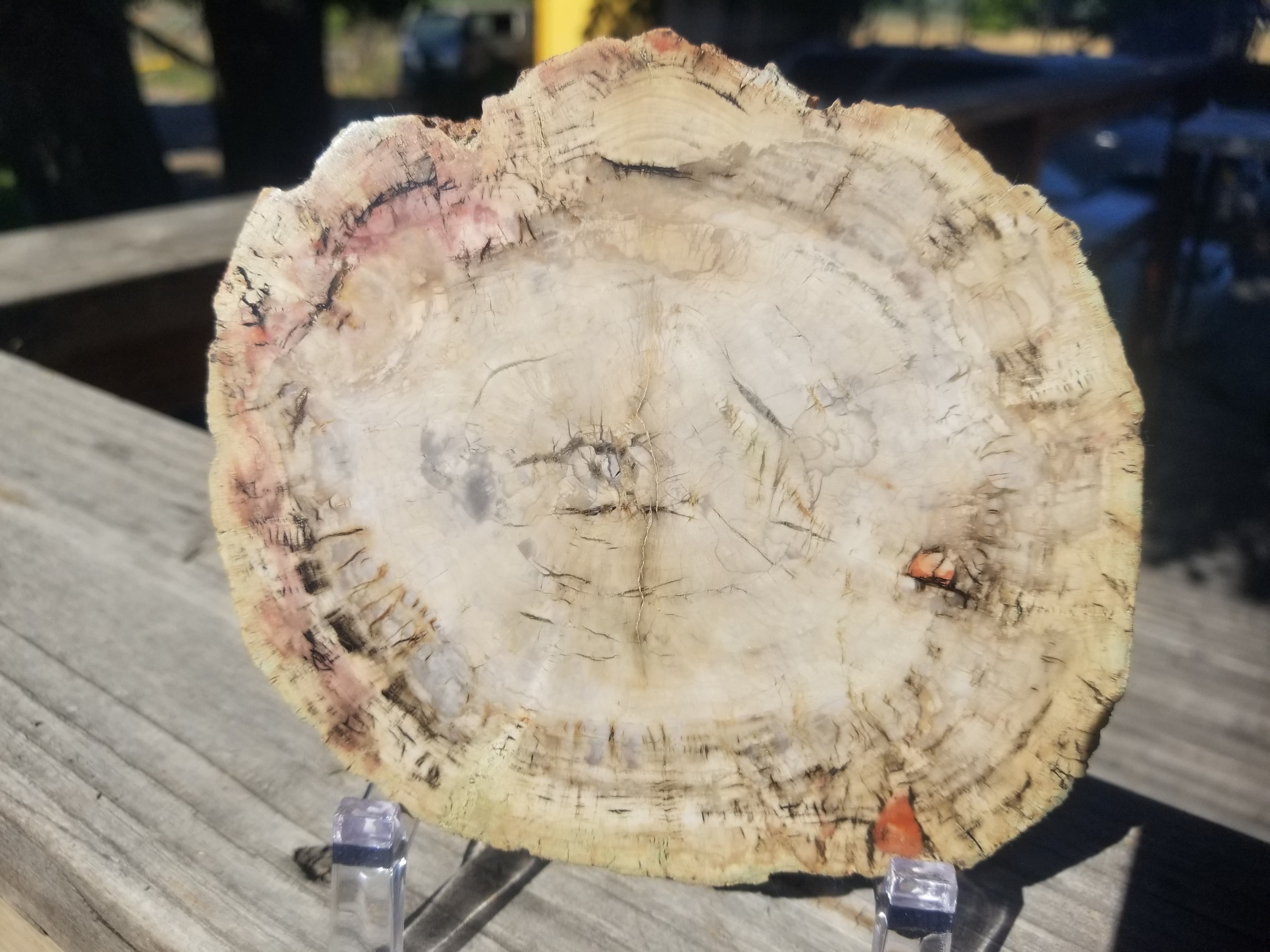 Incredible Rare Polished Pine Araucaria (Monkey Puzzle or Pehuen) Petrified Wood Round Specimen Patagonia, Argentina