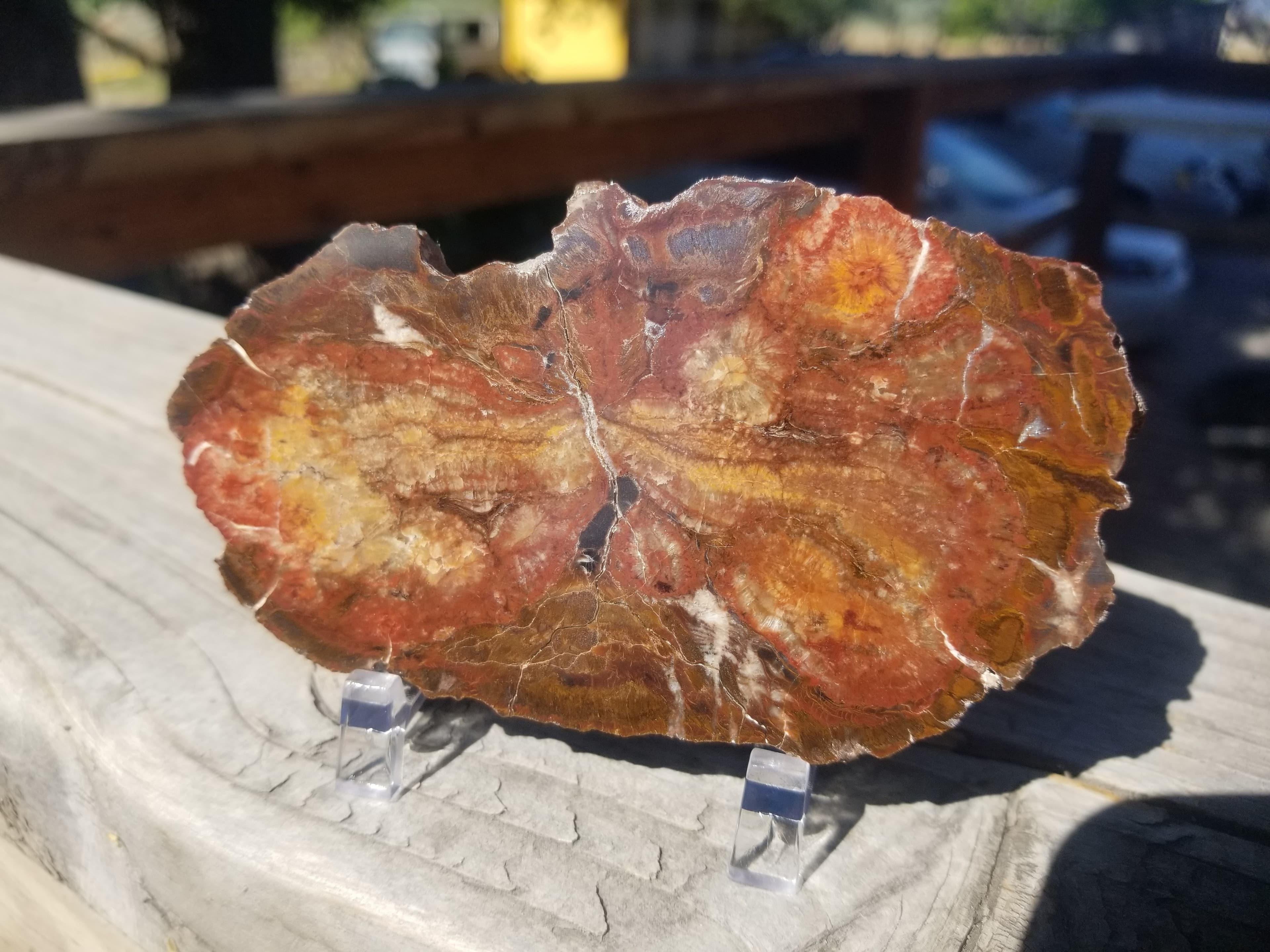 Interesting Polished Petrified Bog Wood Slab Specimen w/ Fungal Rot Utah 4.5"x2.5"