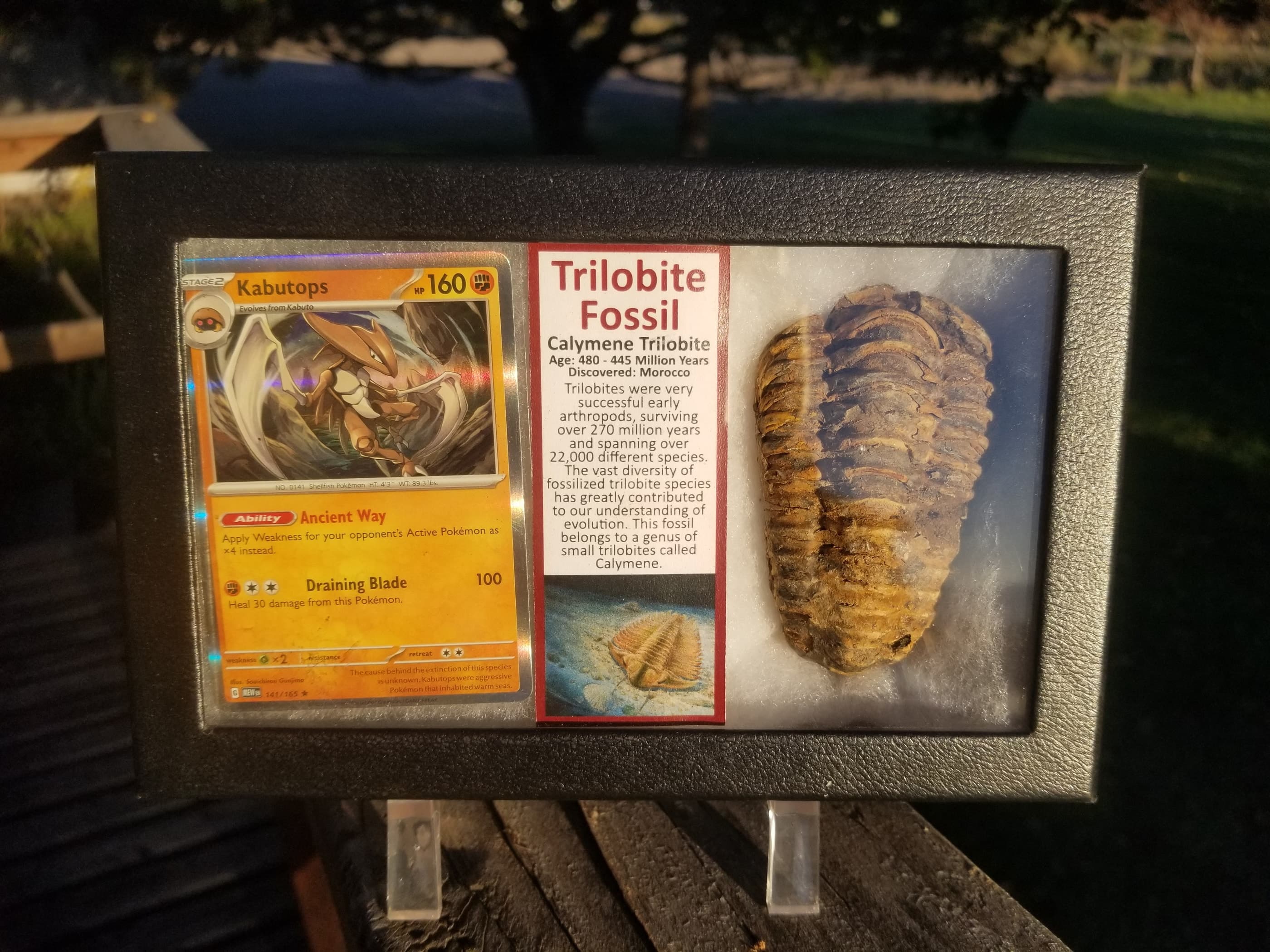 Pokemon Card Display w/Fossil Correlated to Card