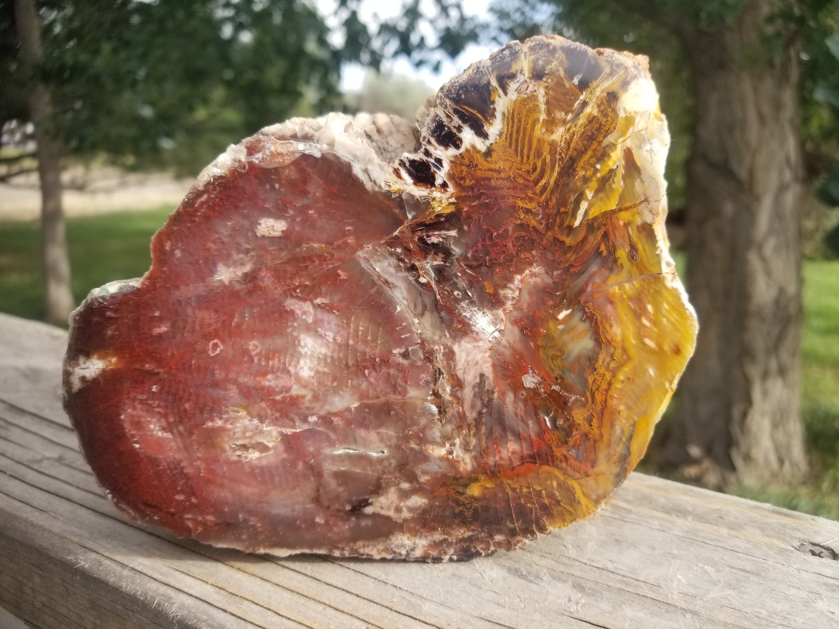 Large Multicolor Park City Petrified Wood Round Thick Slab Polished Utah Silver Creek Jct Miocene 5+Lb