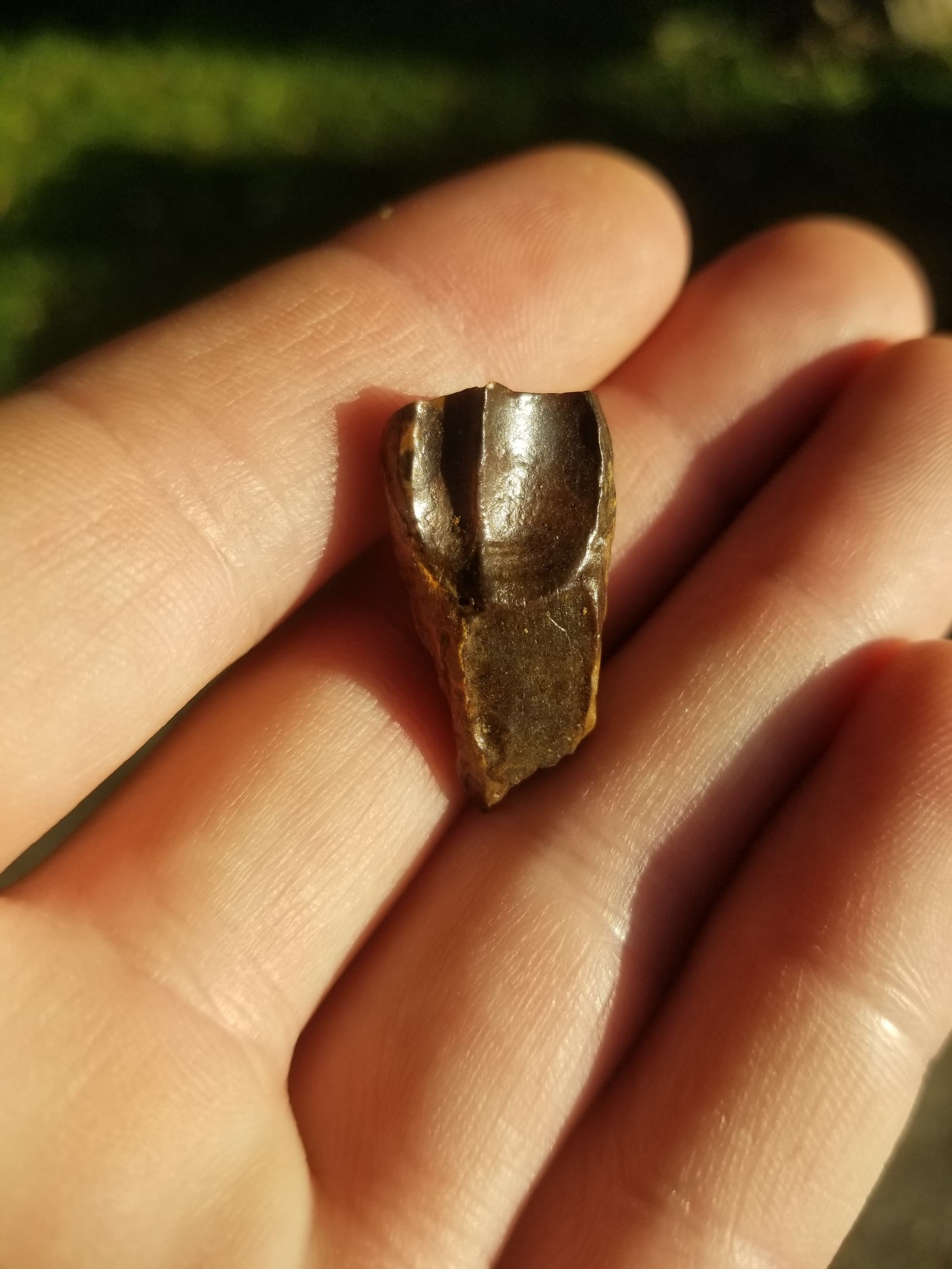 Large Triceratops Tooth Fossil Specimen Hell Creek, MT
