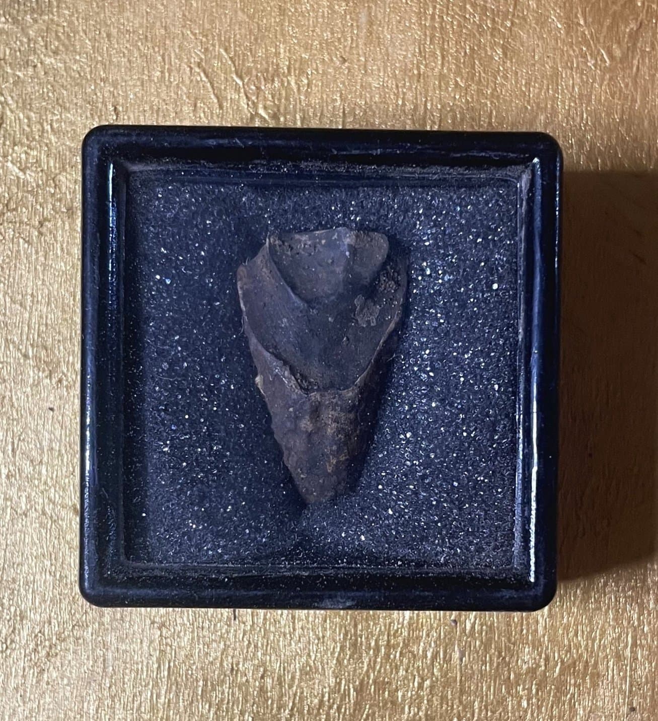 Nice Triceratops Tooth Fossil Specimen Hell Creek, MT