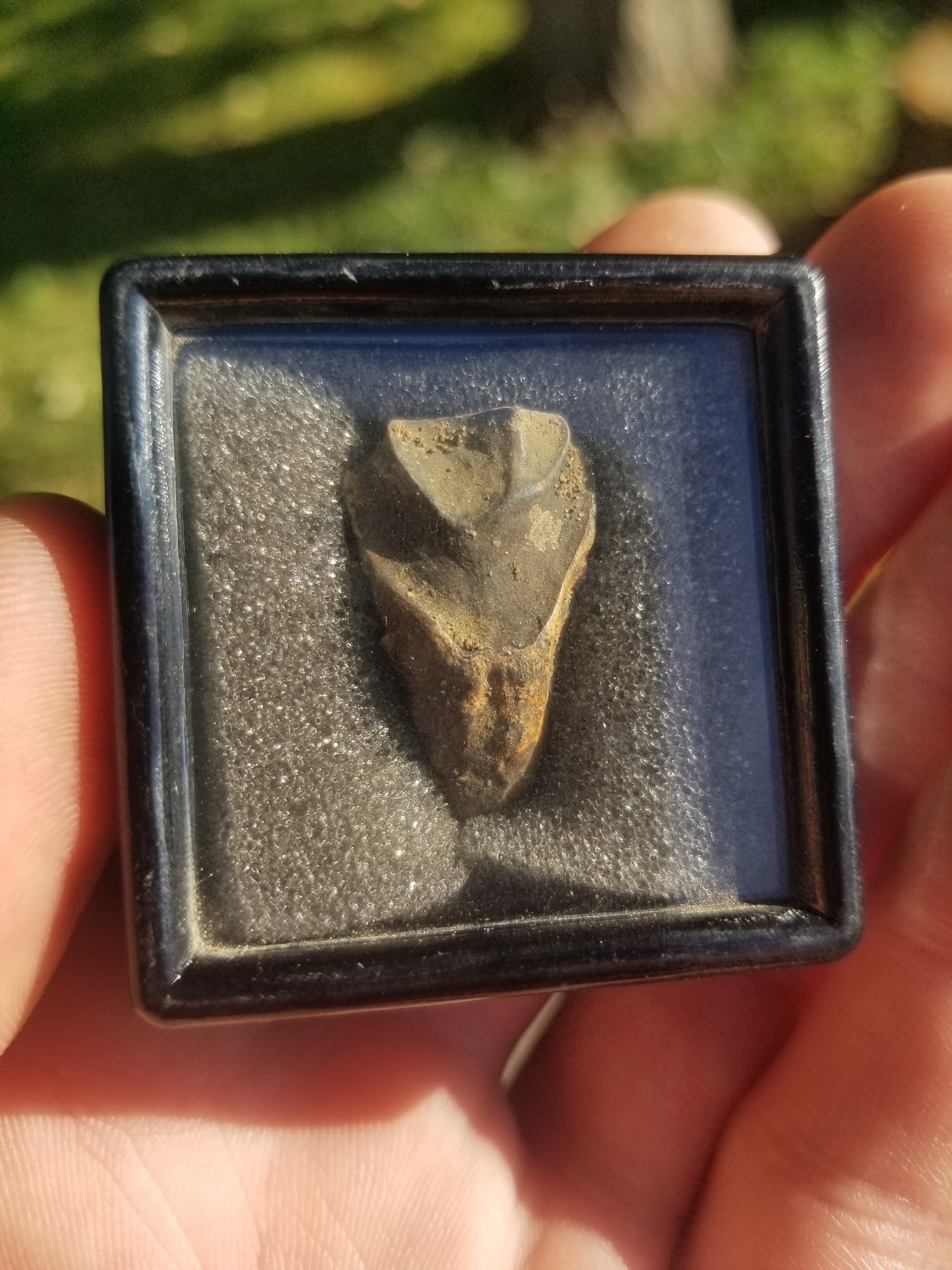 Large Triceratops Tooth Fossil Specimen Hell Creek, MT