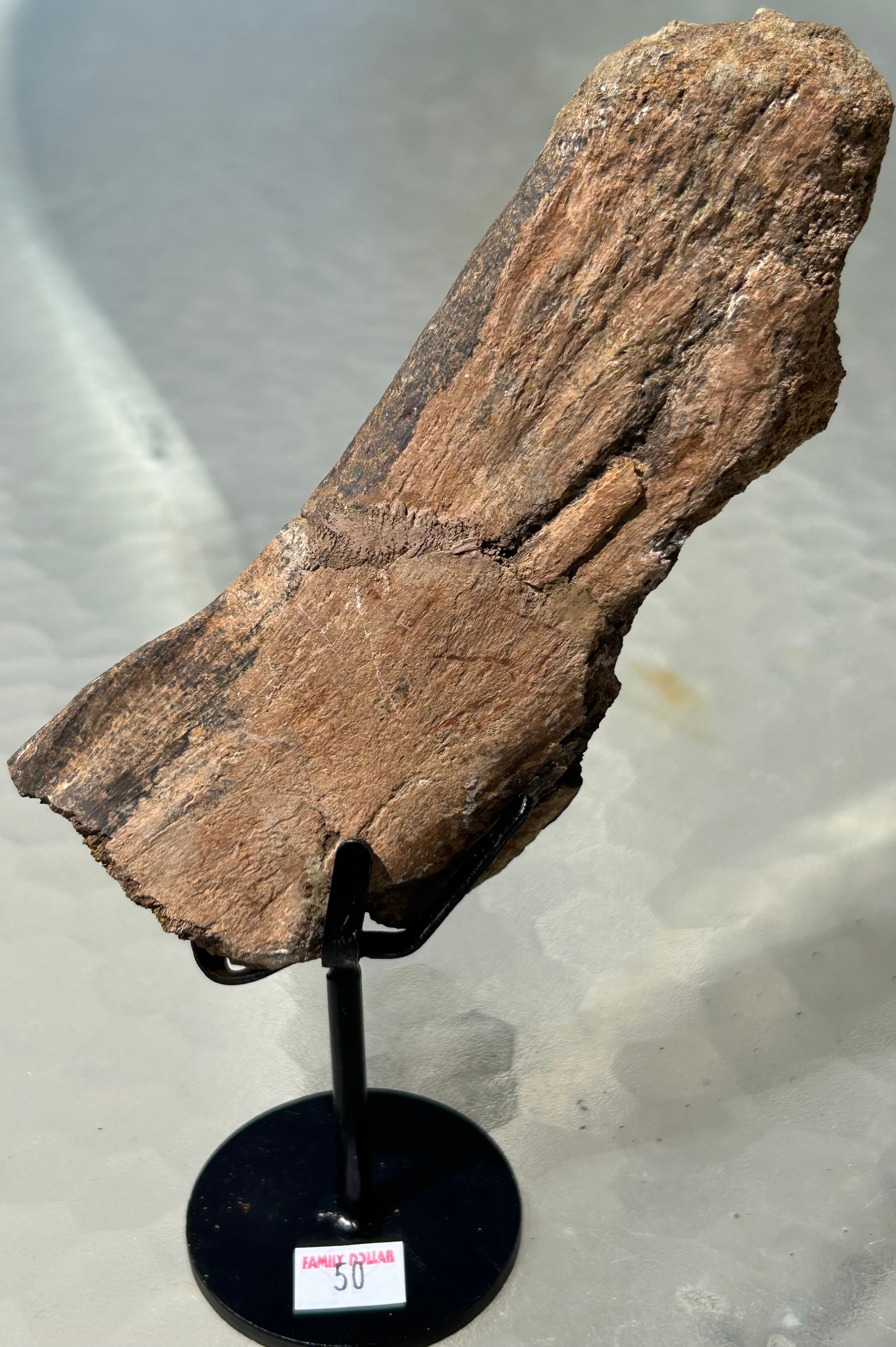 Triceratops Rib Piece - Stand Included