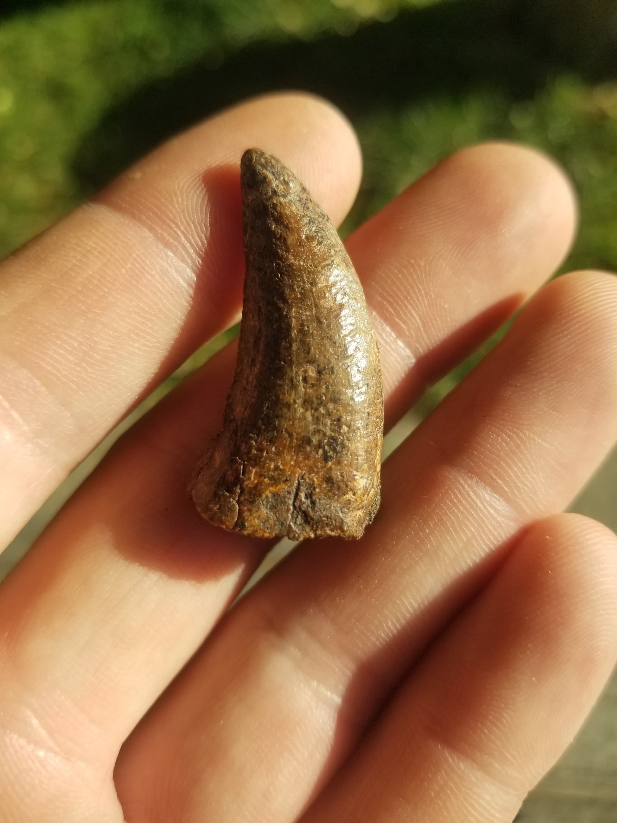 Nice 1.25" Nanotyrannus Tooth Fossil Specimen Hell Creek, MT