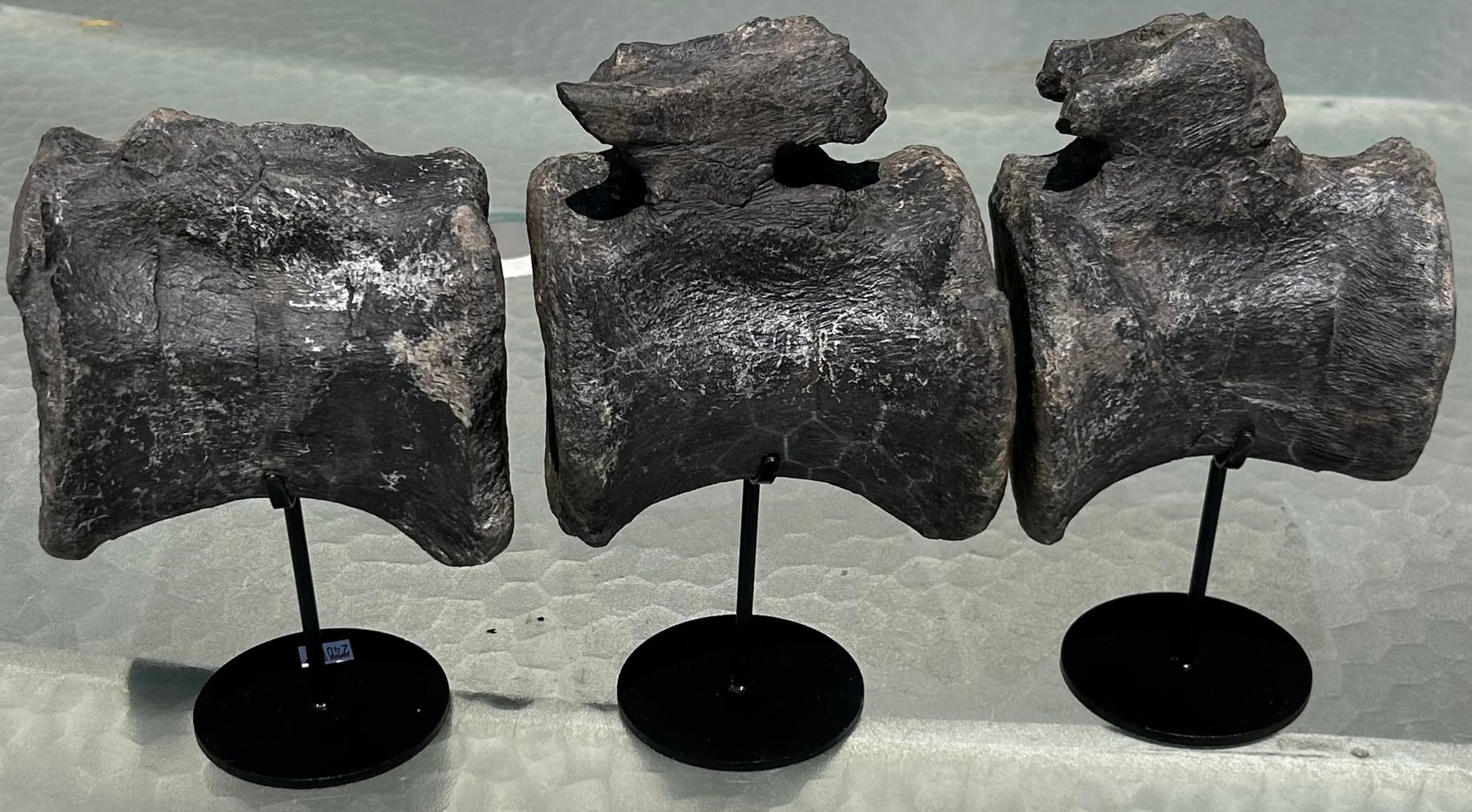 Awesome Camarasaurus Vertebrae String of 3 Verts Jurassic Morrison CO Stands Included