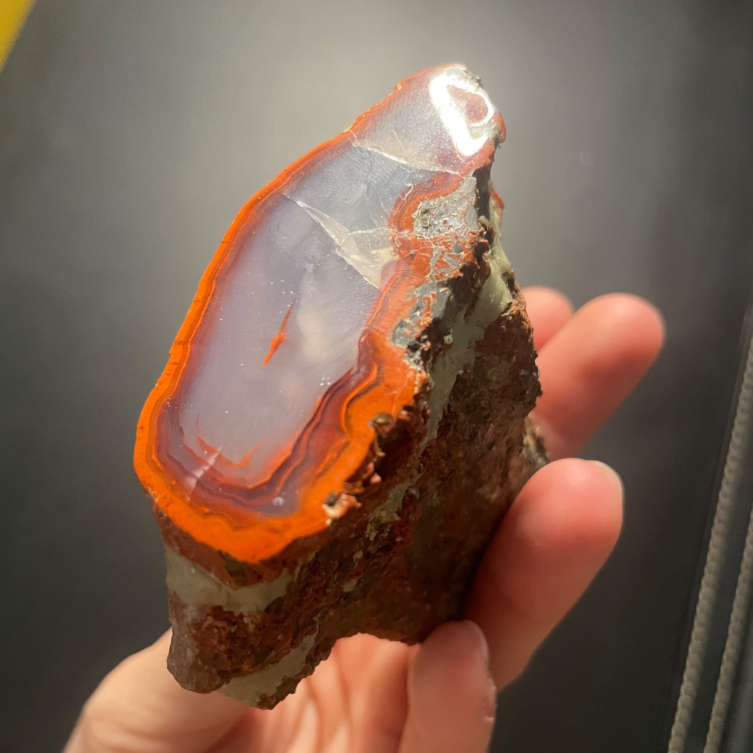 Highly Coveted Polished Yellow Cat Redwood Limb - Petrified Agatized Wood Specimen, UT
