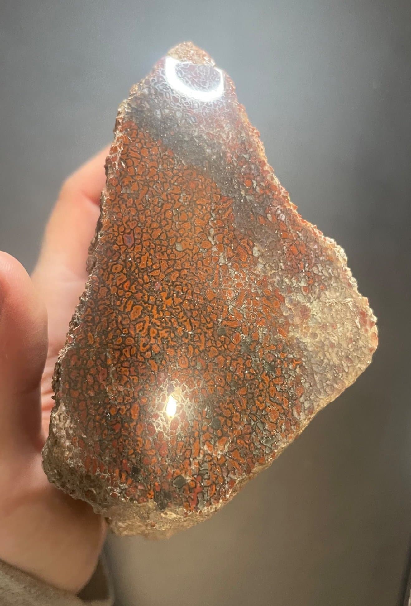 Beautiful Red Polished Dinosaur Gem Bone Specimen 2+Lb - Agatized Jurassic Dinosaur Bone