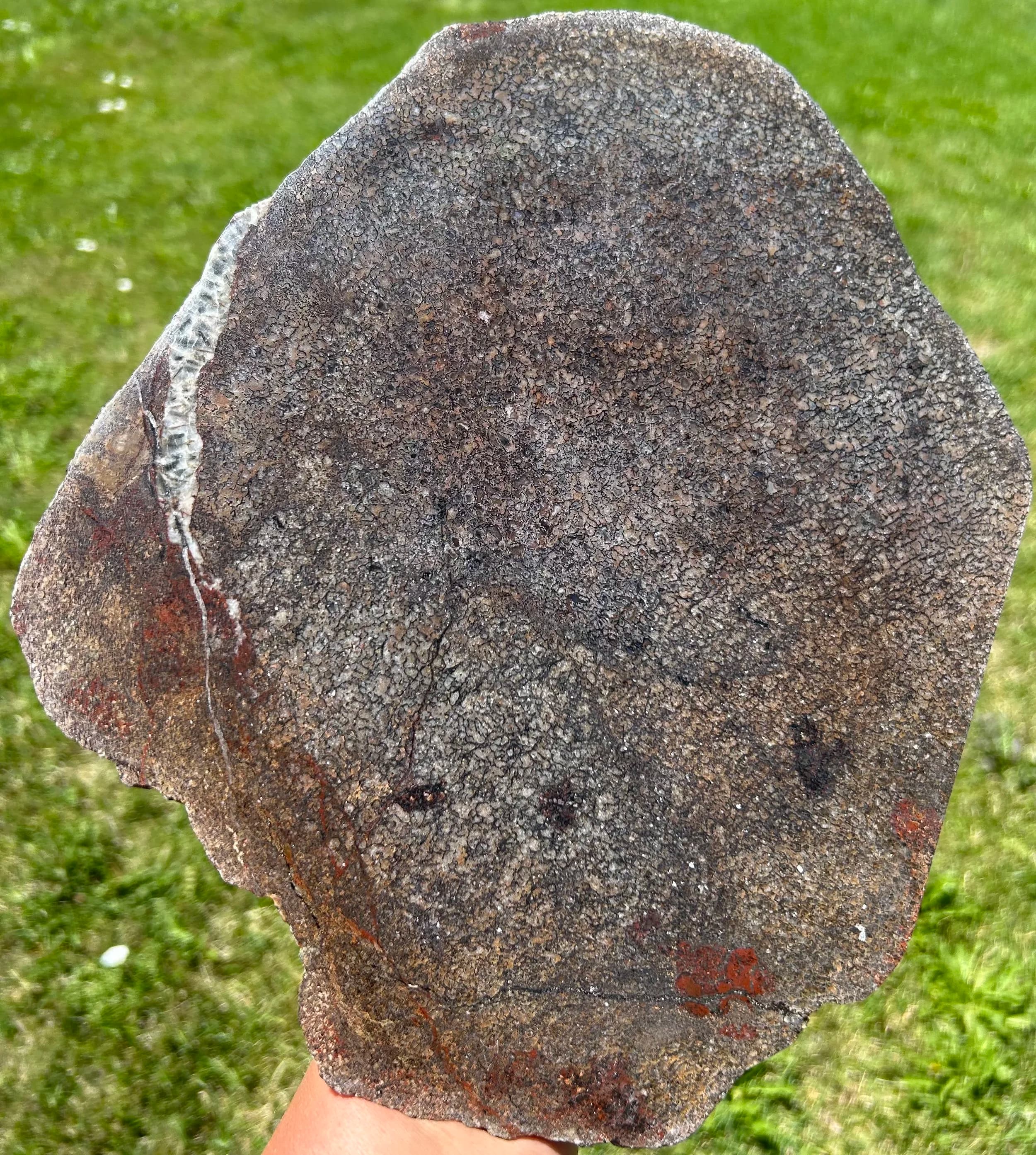Nice Large Polished Agatized Dinosaur Gem Bone Specimen Large Cell Jurrasic 12x9.5"