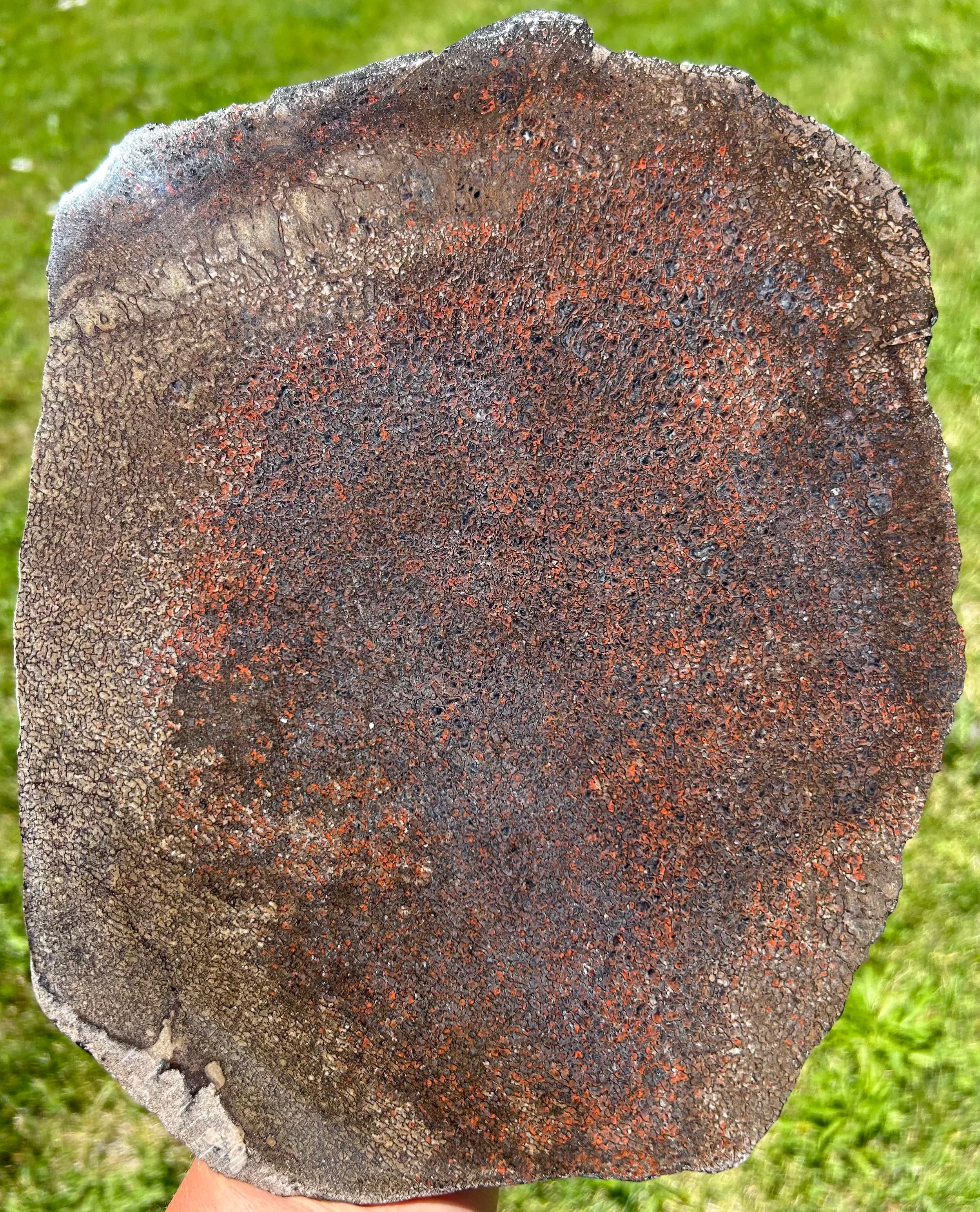 Incredible Large Polished Rainbow Dinosaur Gem Bone Slab Specimen Jurassic 11x9"