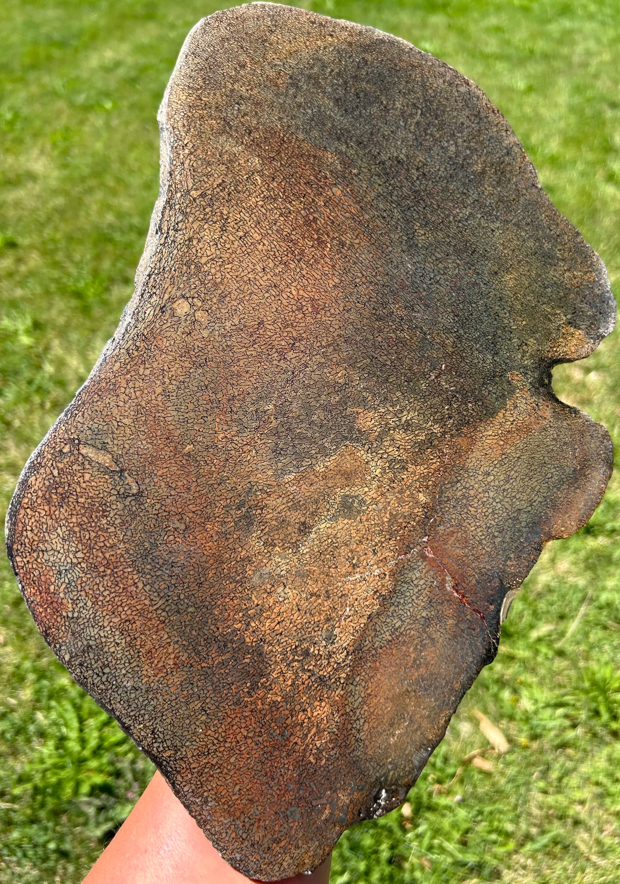 Incredible Large Glassy Polished Multicolor Dinosaur Gem Bone Slab 14x8.5"- 3lbs Agatized Dino Bone