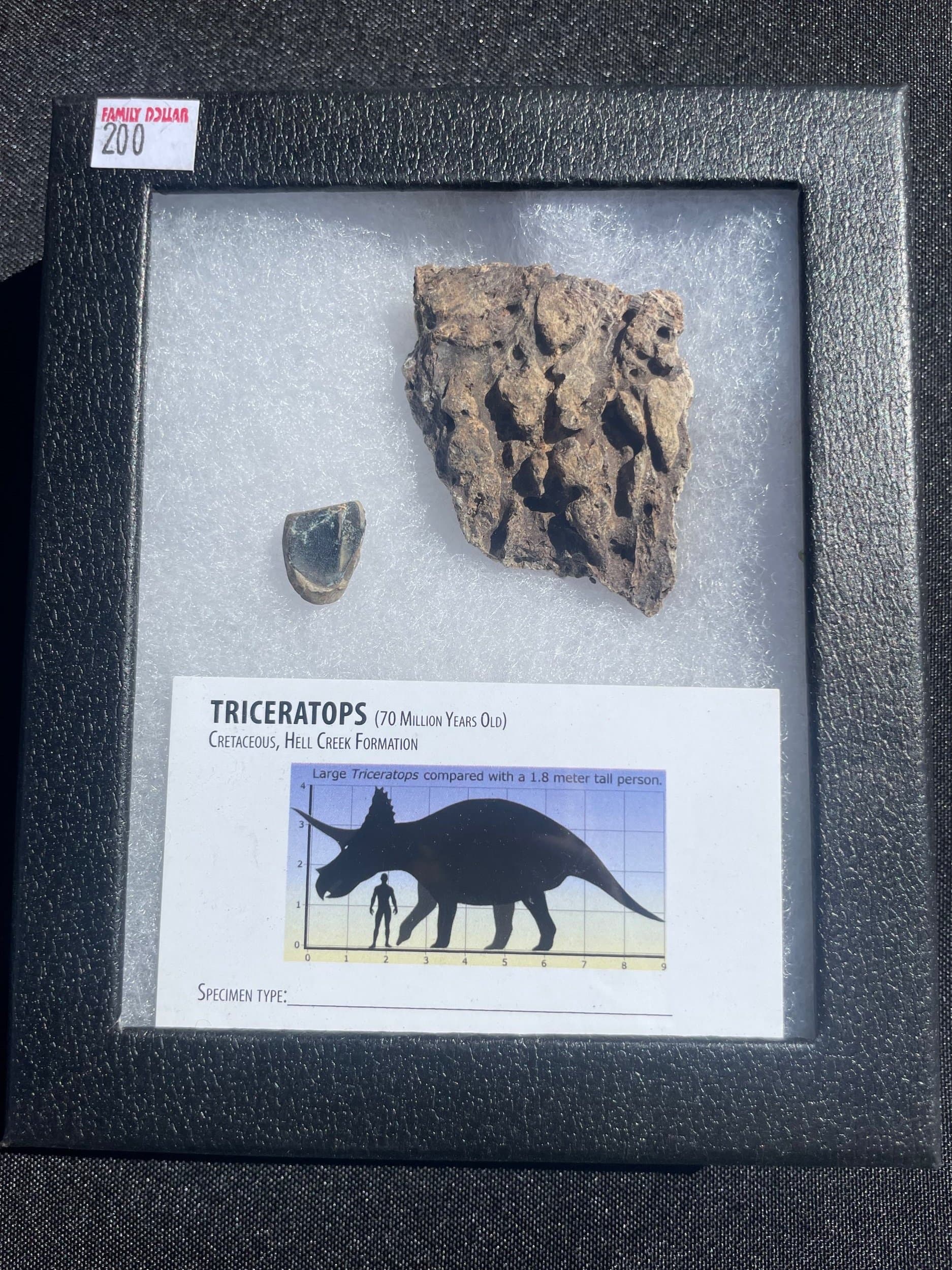 Nice Defined Triceratops Frill & Tooth Specimen in Ryker Hell Creek MT