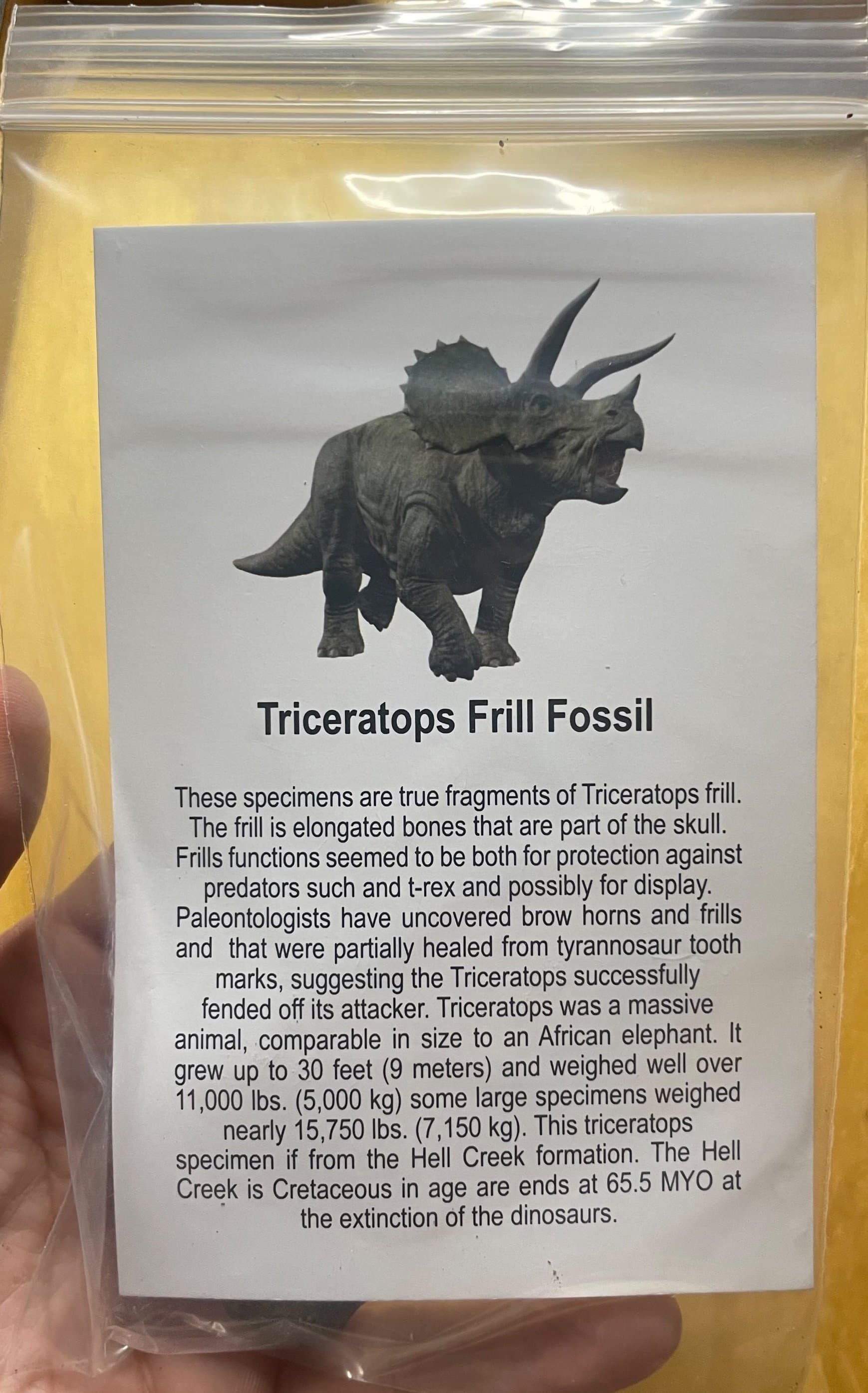 Regular Triceratops Frill Fossil Specimen w/Educational card (Bagged)