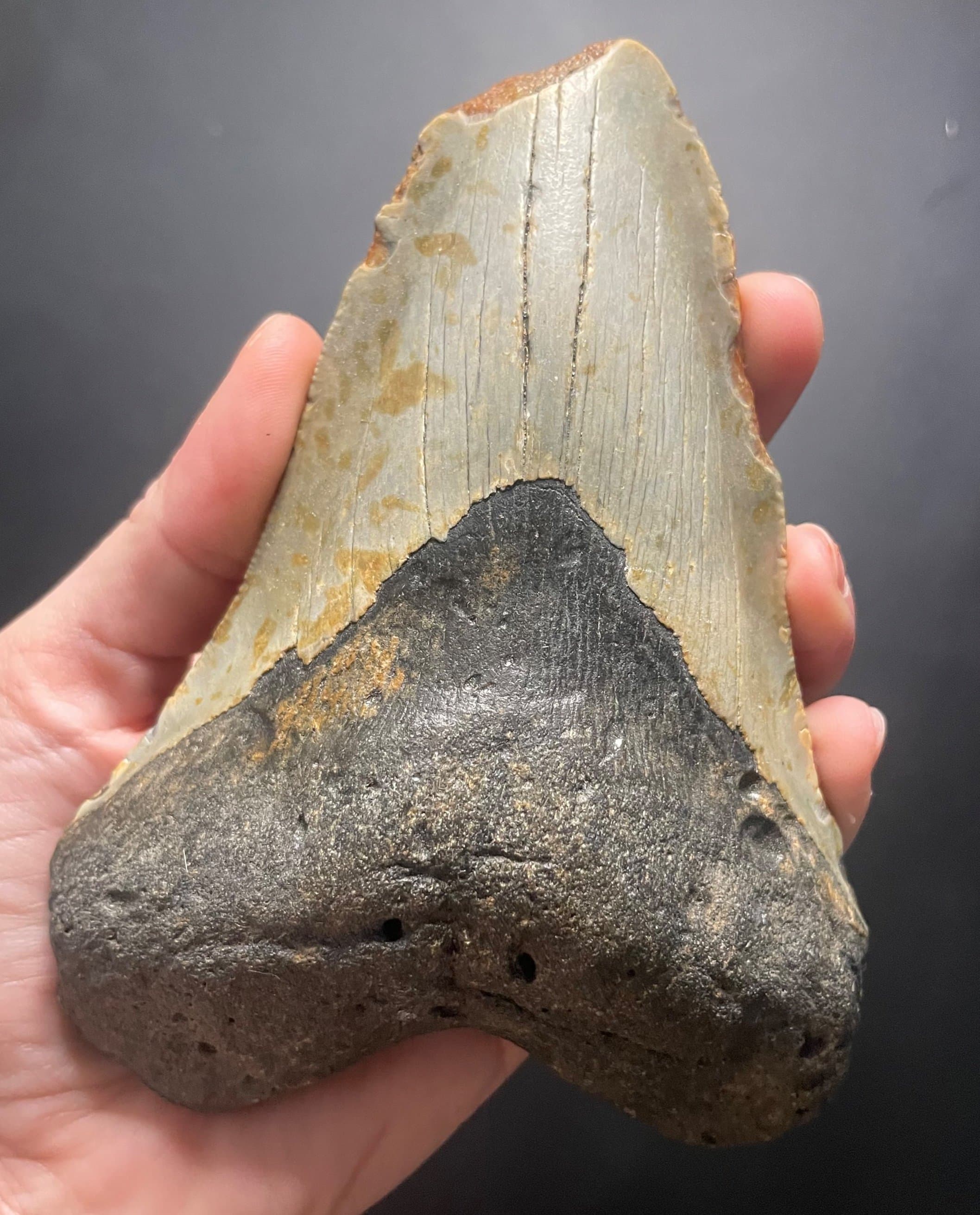 Beautiful Large 6" Megalodon Tooth Fossil Natural East Coast U.S.
