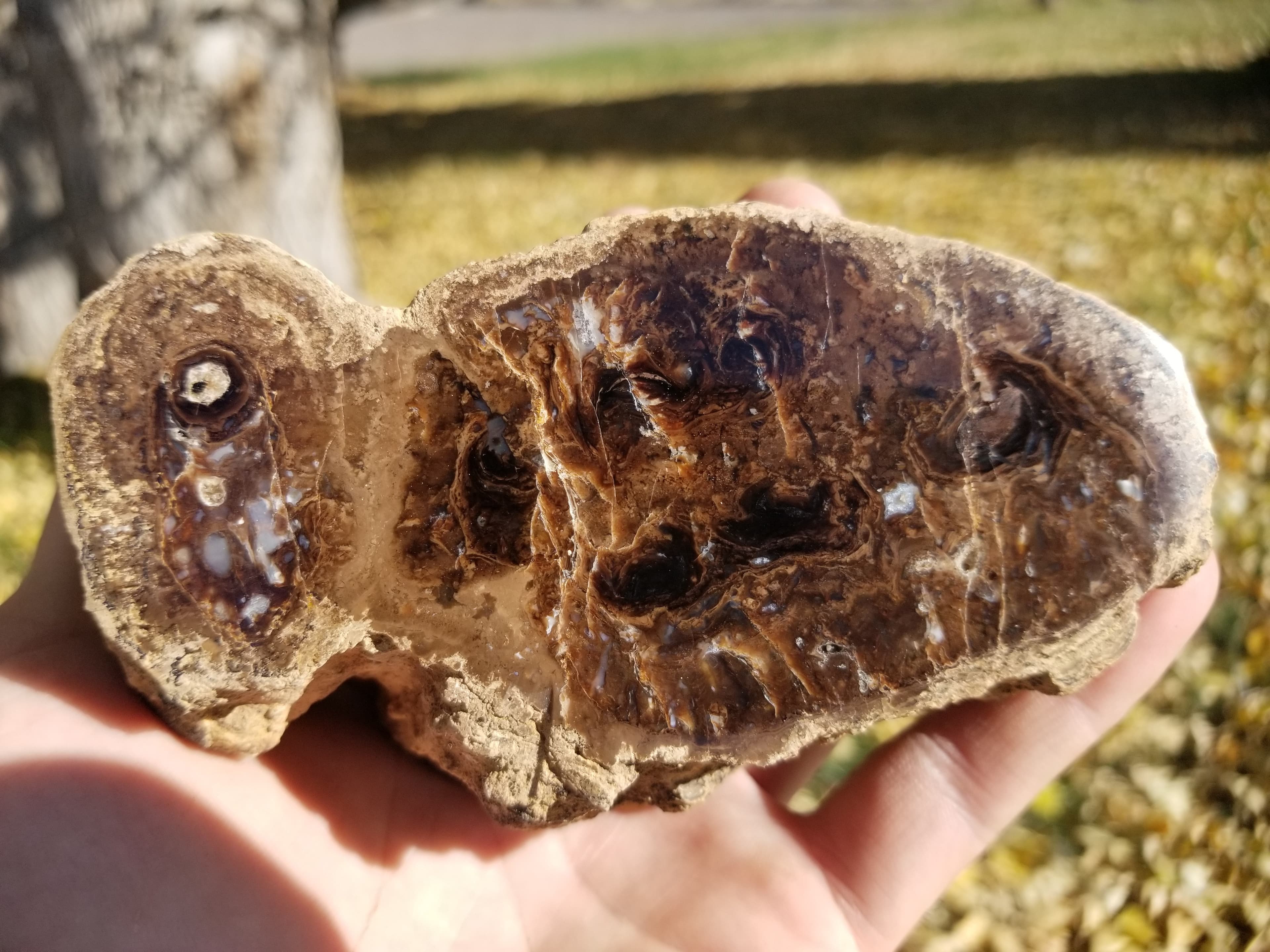 NEW Specimen - Polished Carbon County UT Petrified Wood & Angiosperm in Stromatolite