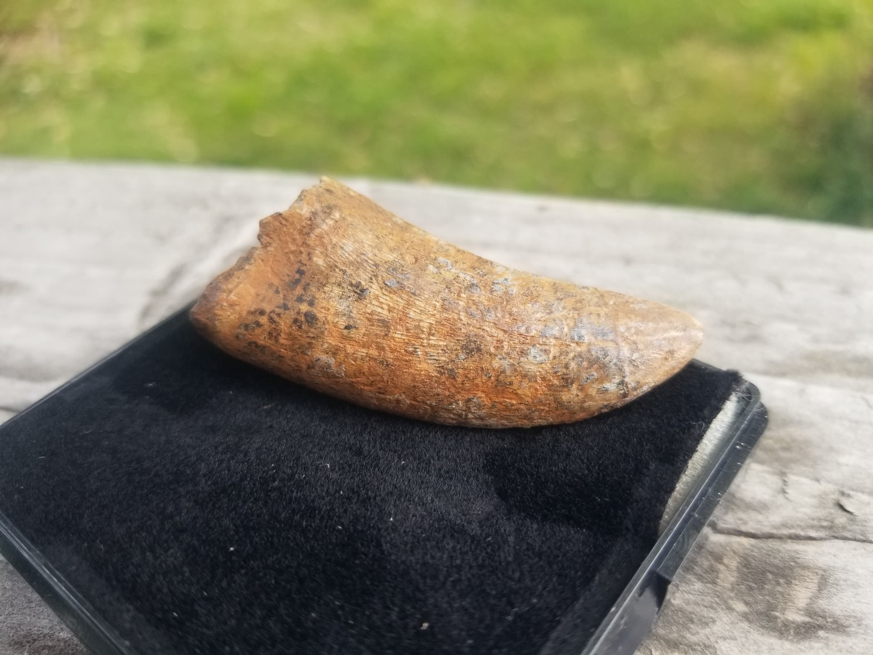 Nice 1.25" Nanotyrannus Tooth Fossil Specimen Hell Creek, MT