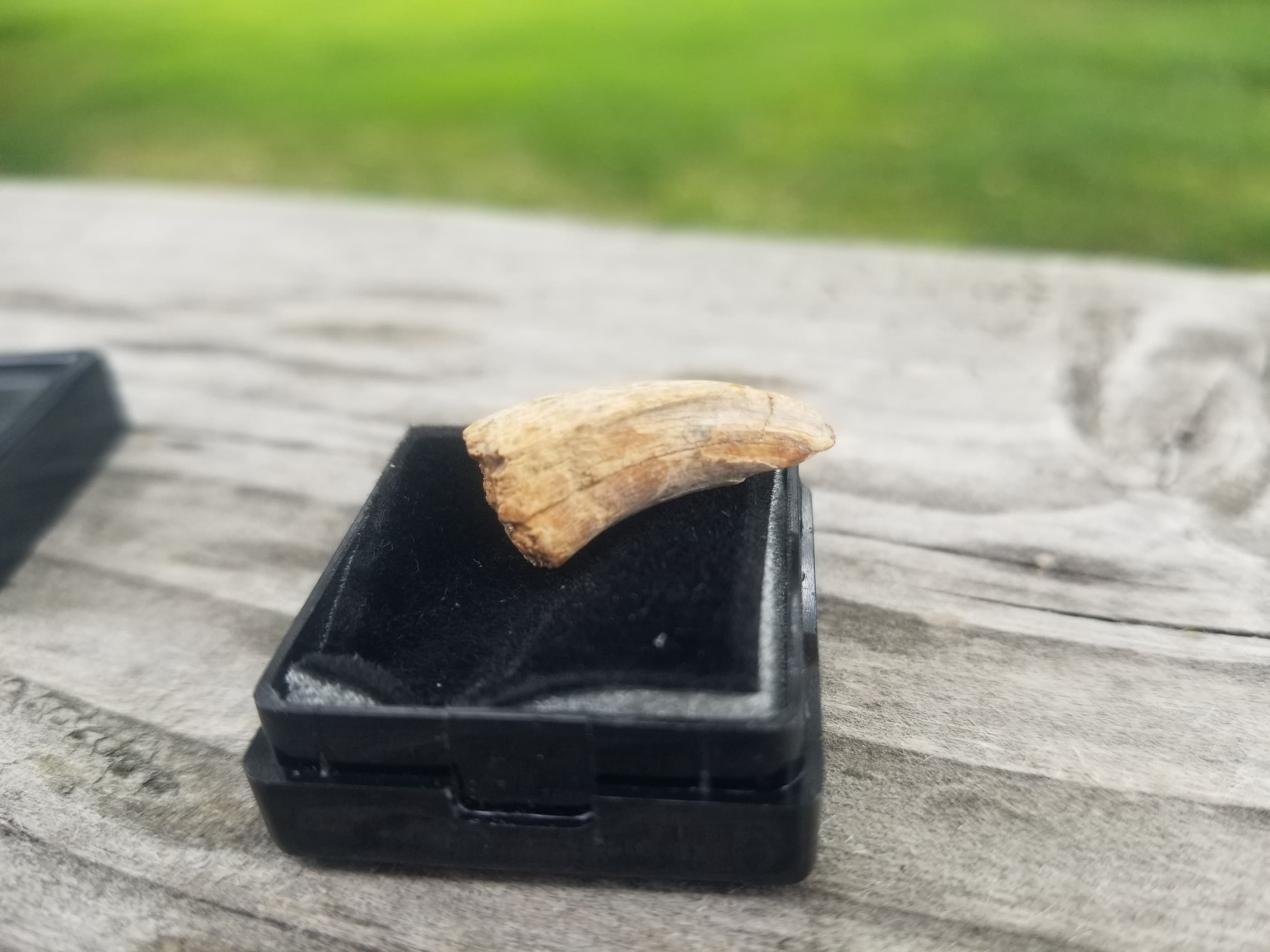 Nice 2.5" Tyrannosaurus Rex T-Rex Tooth Fossil Specimen Hell Creek, MT
