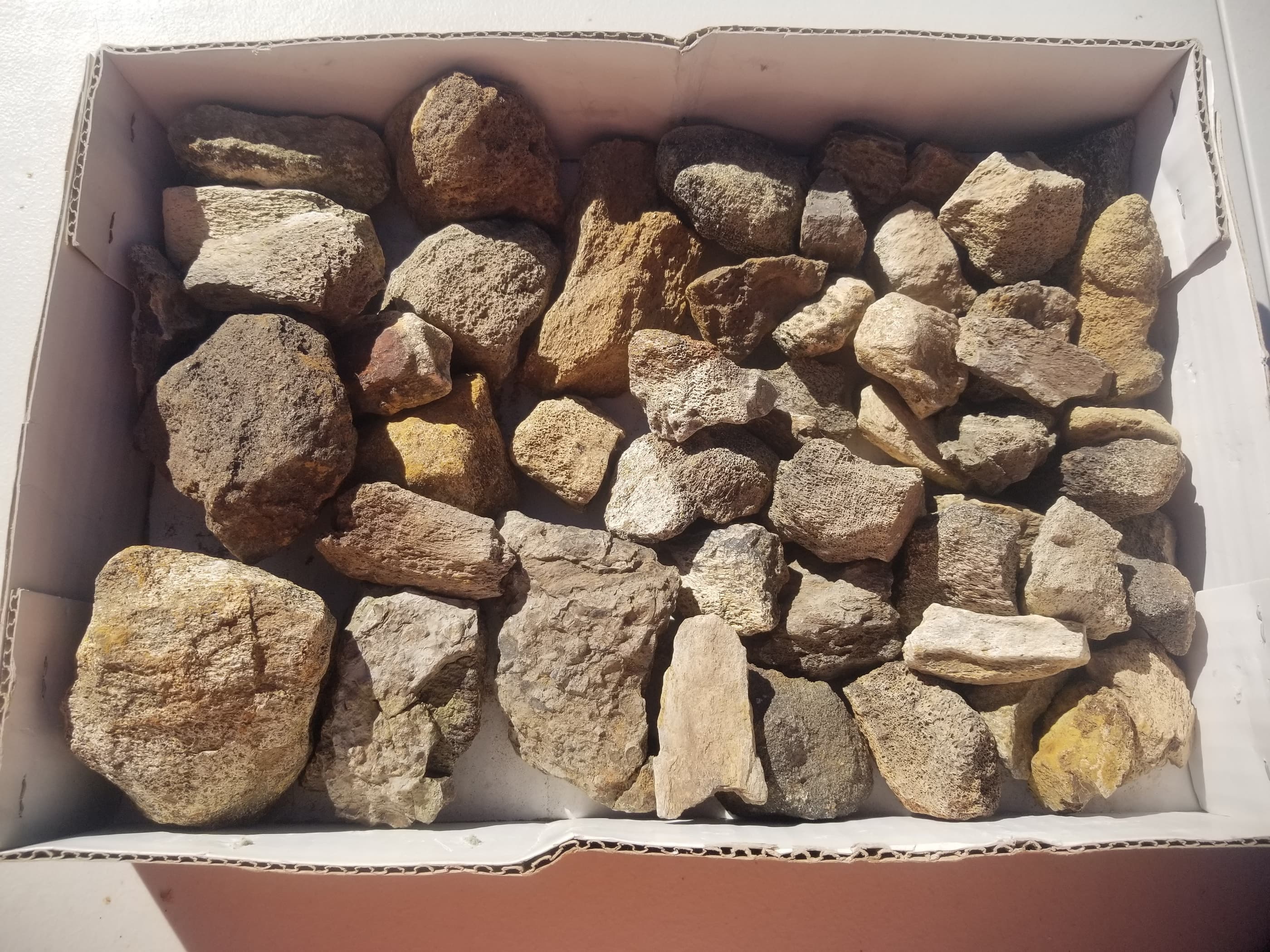 Nice 50 Piece 11.4Lb Triceratops Fossil Specimen Wholesale Flat Lot Cretaceous Hell Creek, MT